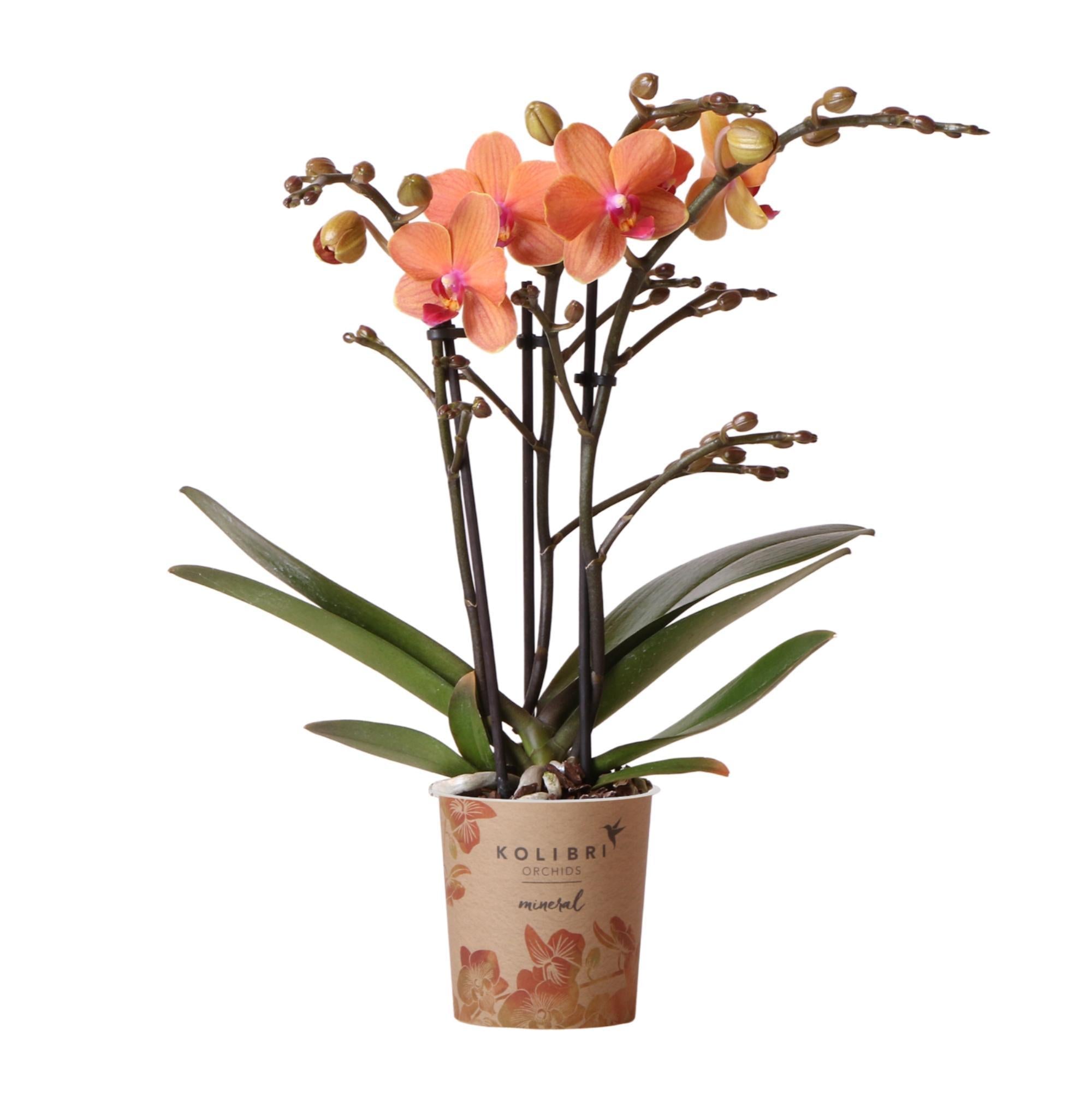 Everspring Oranje phalaenopsis orchidee - mineral bolzano - ø9cm ↑↓f45cm | bloeiende kamerplant - vers van de kweker