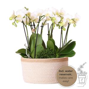 kolibriorchids Kolibri Orchids - set de plantes blanches dans un panier en coton avec réservoir d'eau - 3 orchidées blanches Amabilis 9cm et 3 plantes vertes