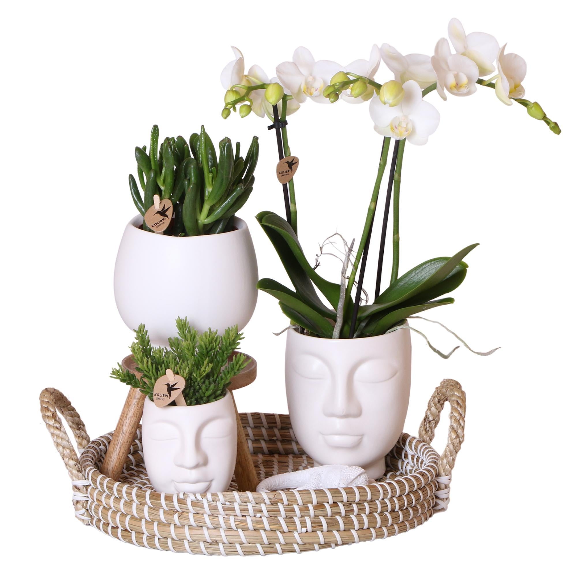 Everspring Complete plantenset face-2-face wit - groene planten met witte phalaenopsis orchidee in scandic wit sierpot en face-2-face witte sierpotten incl. Accessoires - vers van de kweker, luchtzuiverend