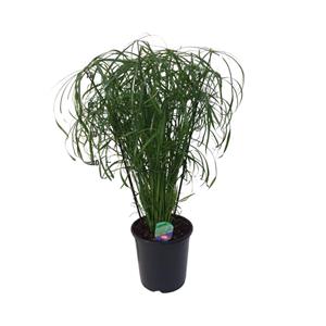 Everspring Cyperus alternifolius - ø21cm - ↑↓f80cm