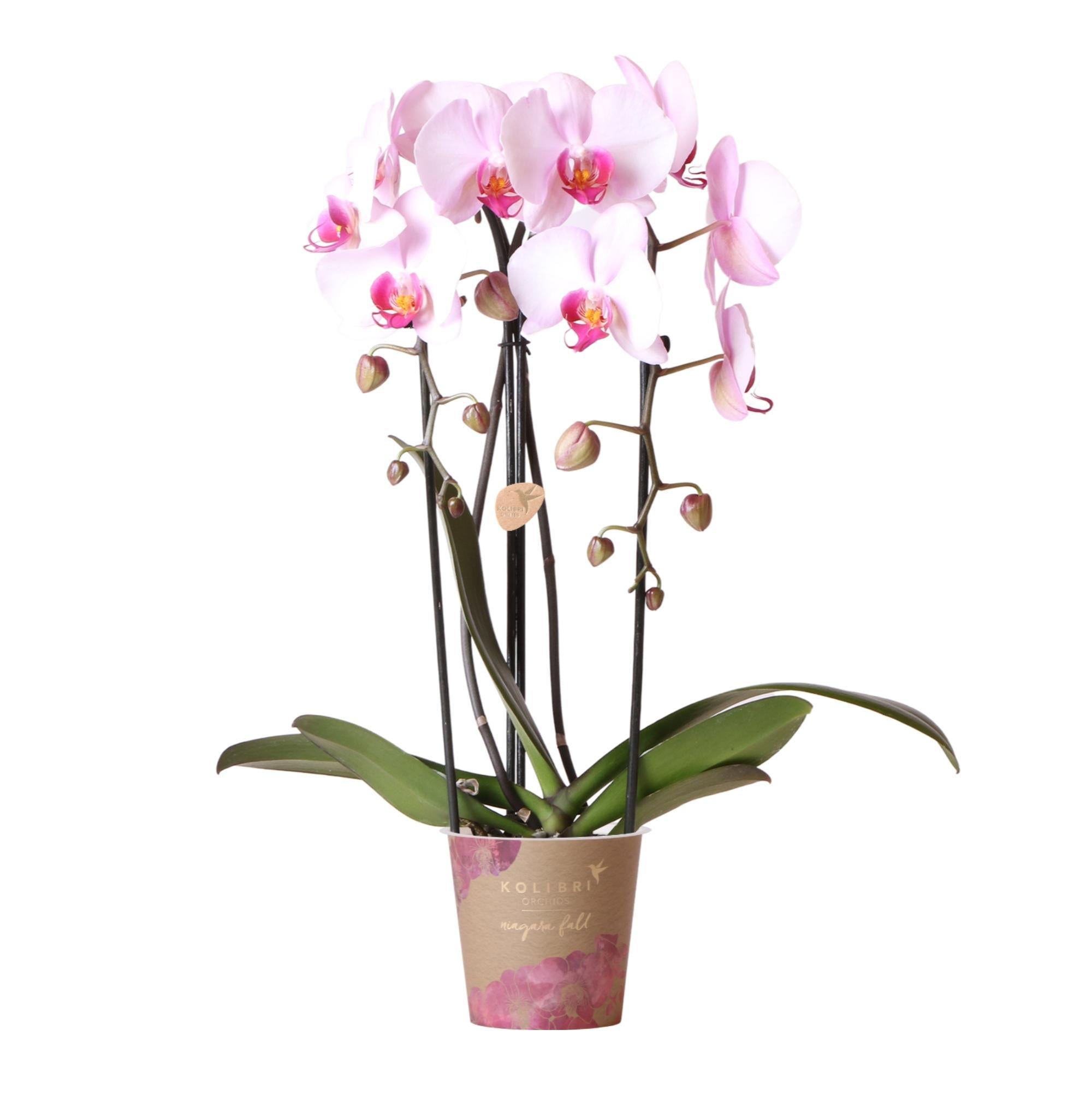 kolibriorchids Kolibri Orchids - Orchidées colibris - Orchidée Phalaenopsis rose - Chute du Niagara - taille du pot 12cm