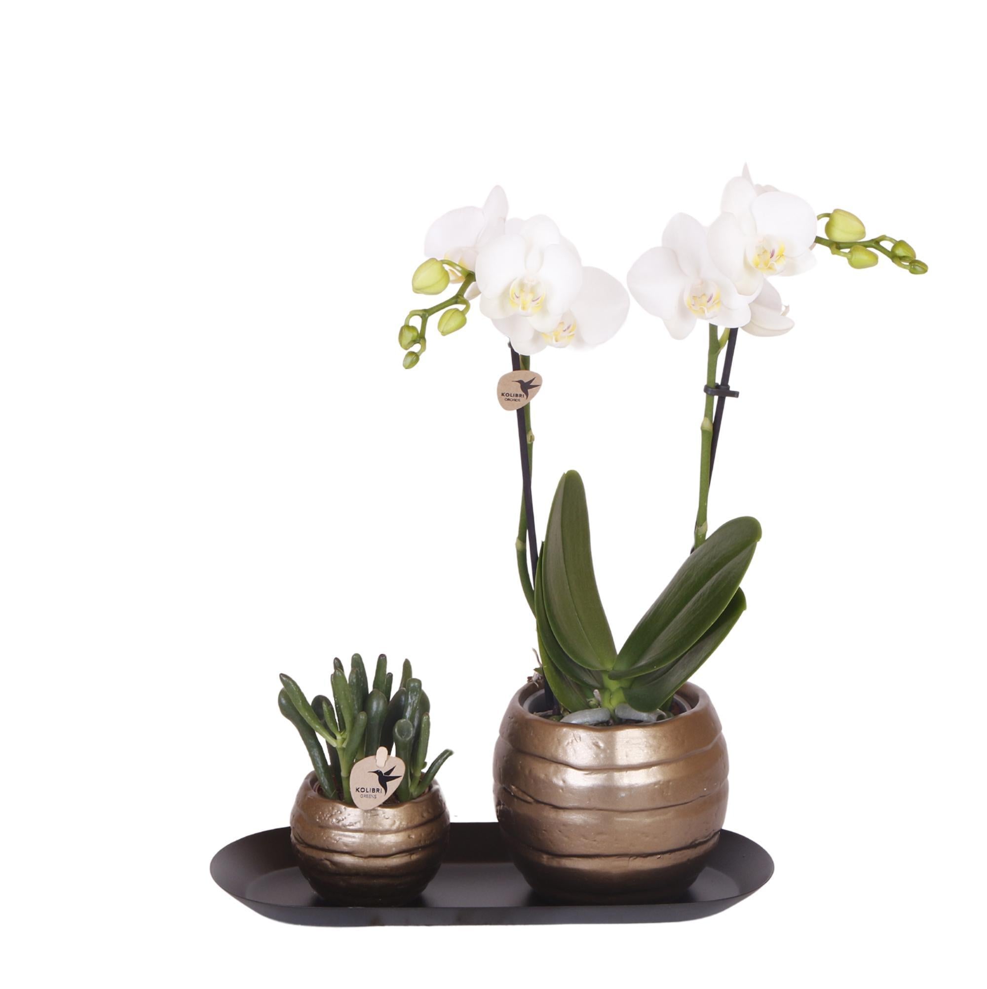 Everspring Kolibri orchids | witte phalaenopsis orchidee - amabilis - potmaat ø9cm | bloeiende kamerplant - vers van de kweker kolibri orchids | plantenset home hub 