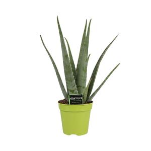 Everspring Aloe vera - ø15cm - ↑↓f65cm vers van de kweker
