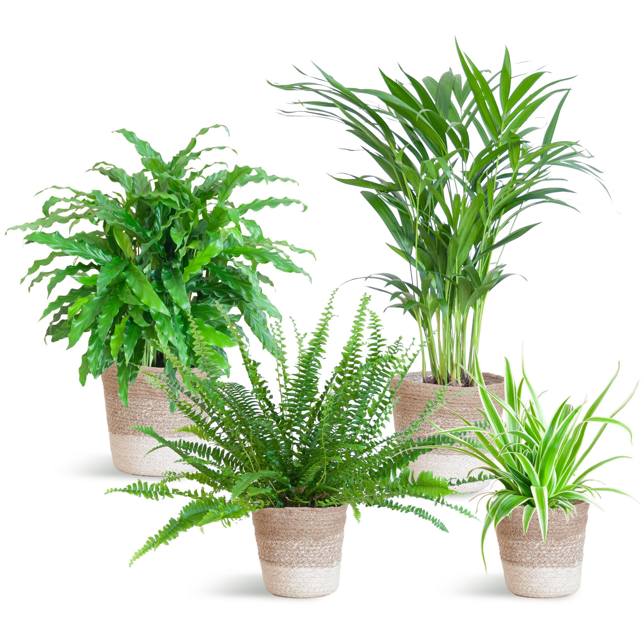 Everspring Areca lutescens - calathea -  ø12cm ↑↓f45cm luchtzuiverende diervriendelijke plantenset - luchtzuiverend, vers van de kweker