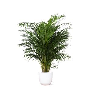 Everspring Dypsis lutescens (areca palm) - ø27cm - ↑↓f160cm  in boule  pot