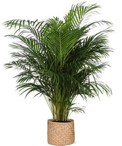 Everspring Dypsis lutescens (areca palm) - ø27cm - ↑↓f160cm  in albury natural mand
