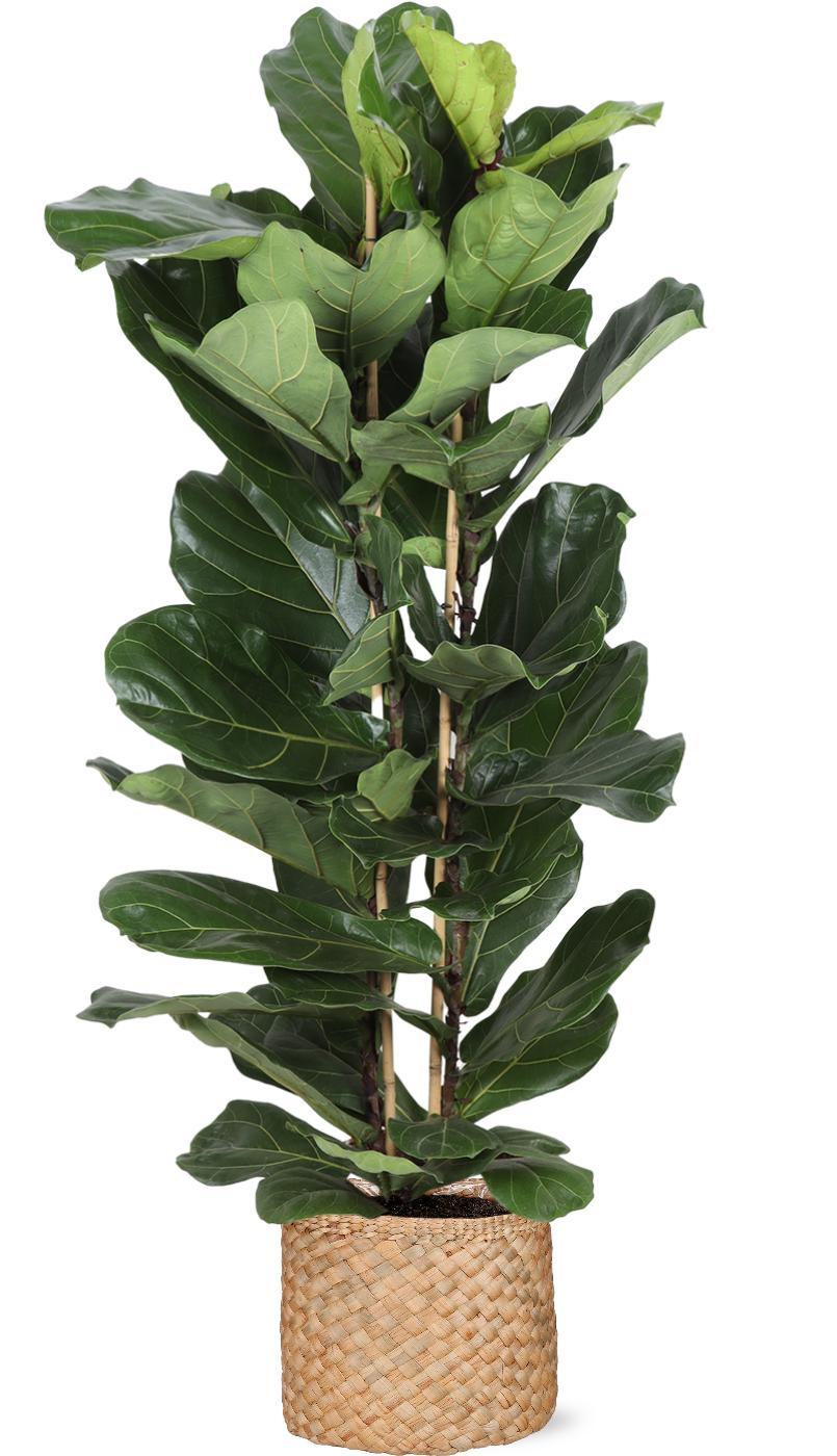 Everspring Ficus lyrata - ø27cm - ↑↓f140cm  in albury natural mand