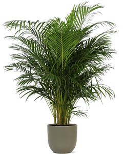 Everspring Dypsis lutescens (areca palm) - ø27cm - ↑↓f160cm  in boule olijf pot