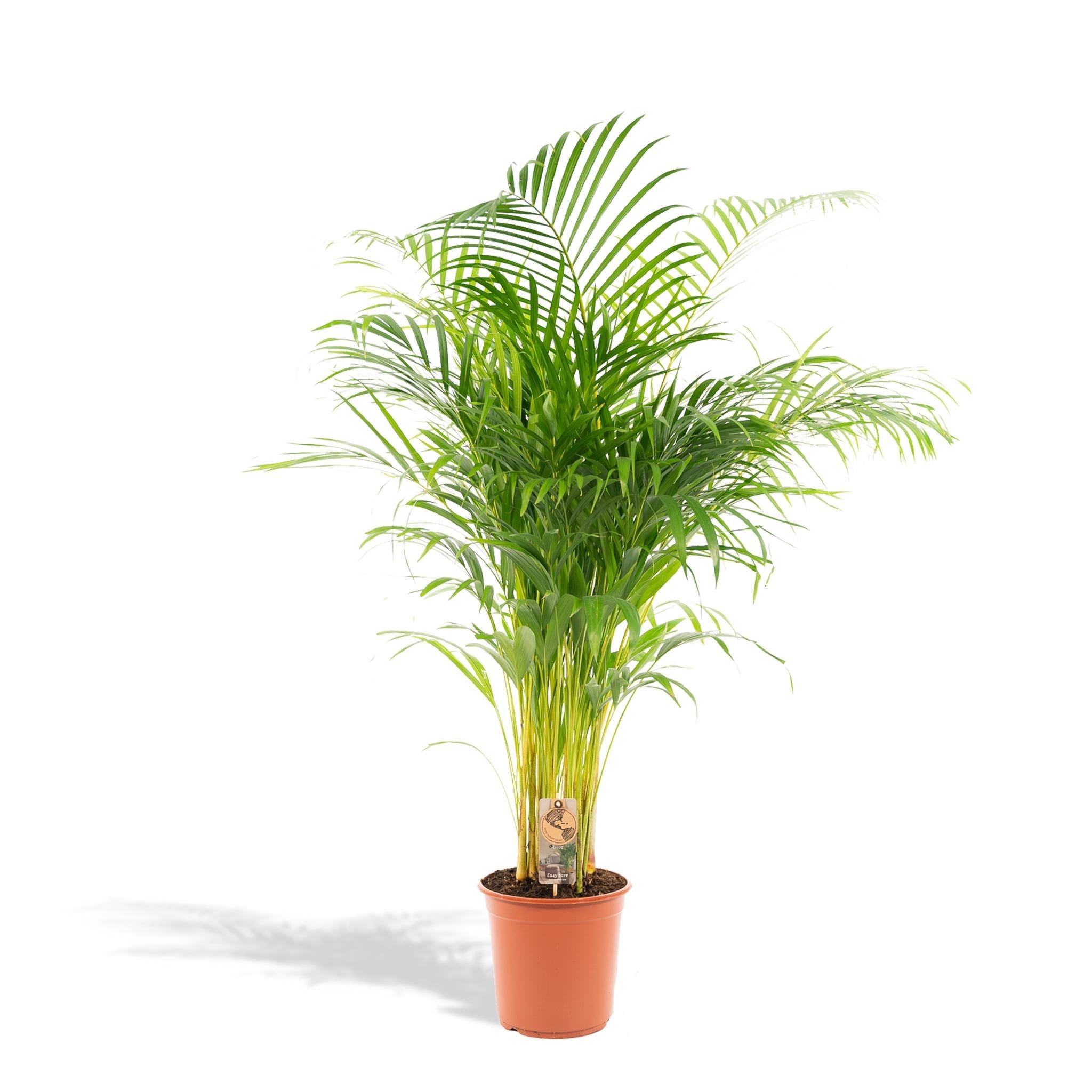 Everspring Areca palm - luchtzuiverend - vers van de kweker - ↨130cm - ø24cm