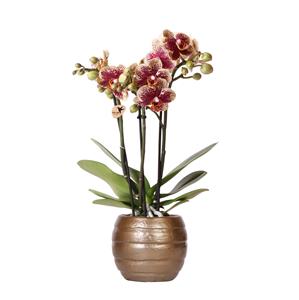 Everspring Geel rode phalaenopsis orchidee - spain - potmaat ø9cm | bloeiende kamerplant - vers van de kweker kolibri orchids | geel rode phalaenopsis orchidee - spain - potmaat 