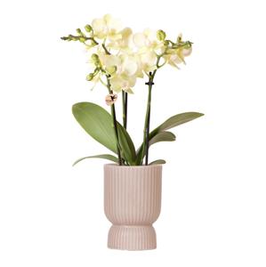 Everspring Gele phalaenopsis orchidee - mexico - potmaat ø9cm | bloeiende kamerplant - vers van de kweker kolibri orchids | gele phalaenopsis orchidee - mexico - potmaat ø