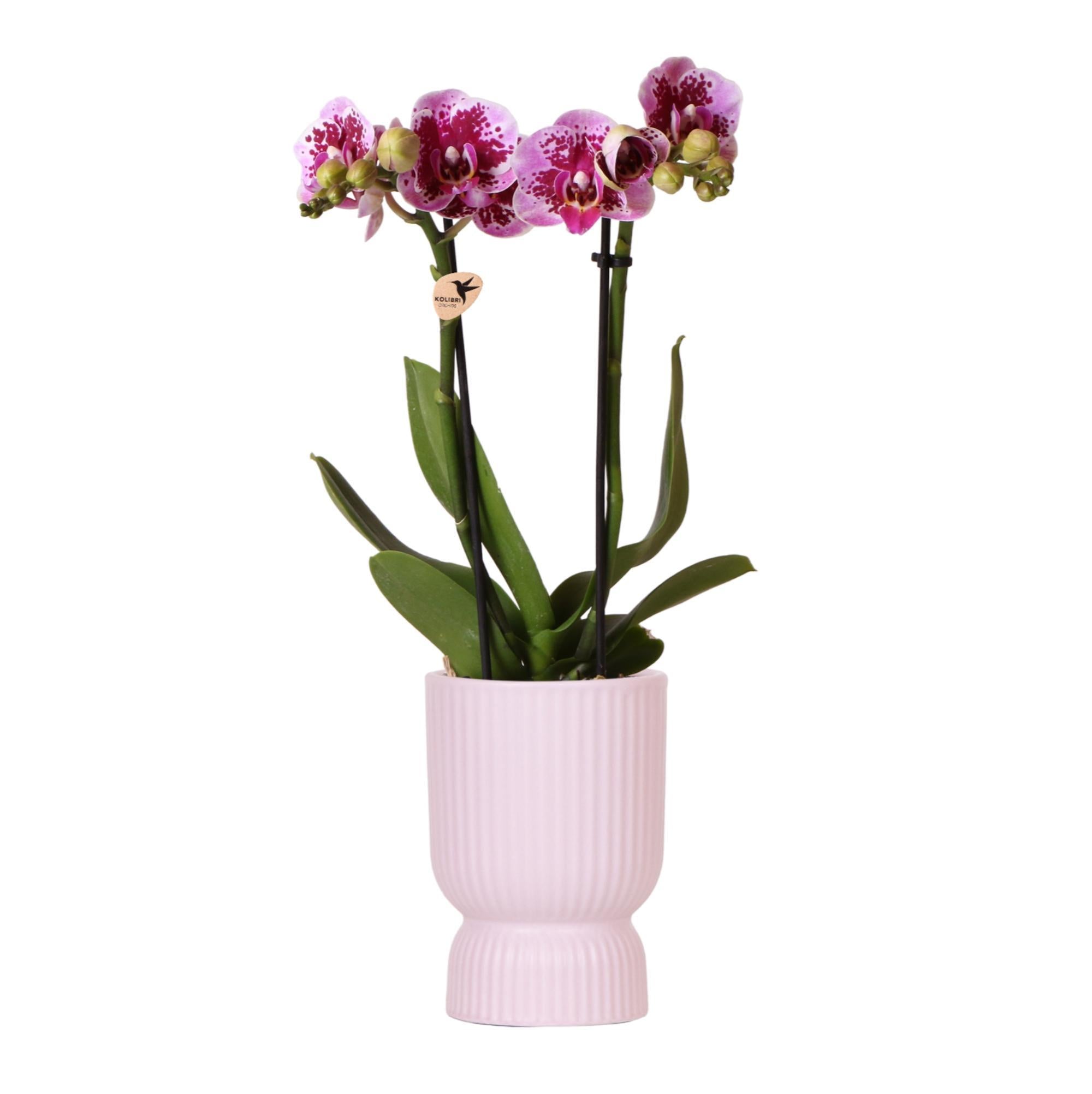 Everspring Kolibri orchids | roze paarse phalaenopsis orchidee - el salvador - potmaat ø9cm | bloeiende kamerplant - vers van de kweker kolibri orchids | roze paarse