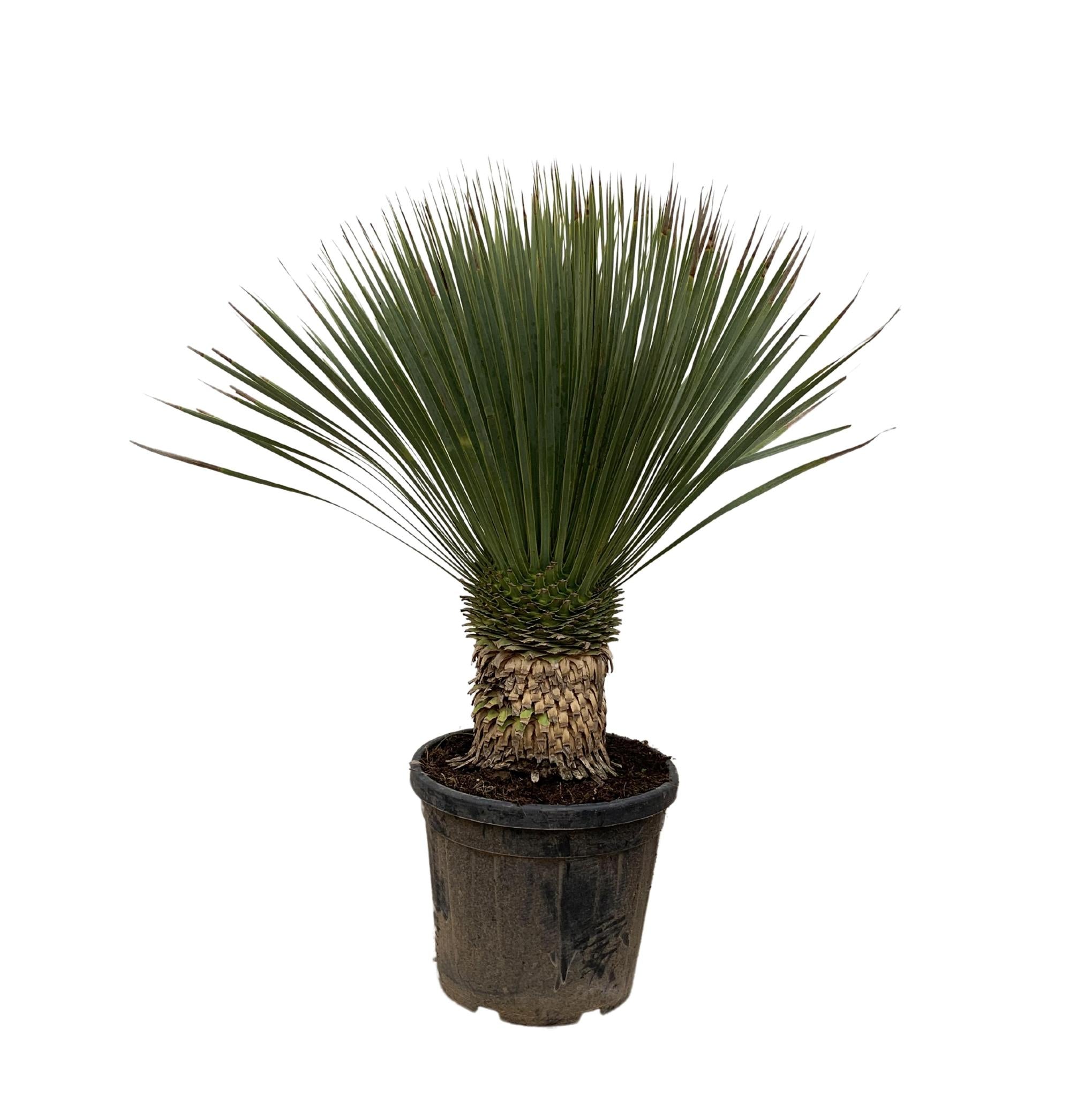 Everspring Yucca rostrata - 120cm- ø35 yucca rostrata - 120cm- ø35