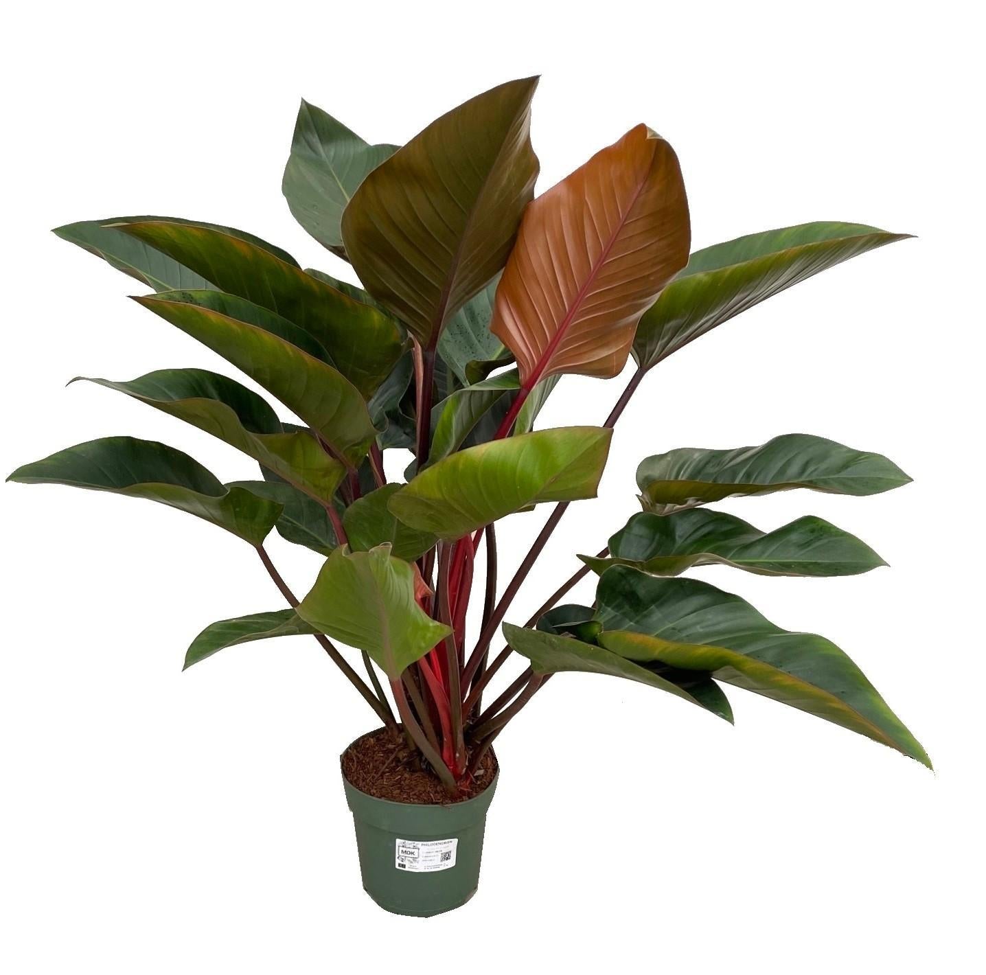 Everspring Philodendron red beauty ø27cm - ↑↓f100cm