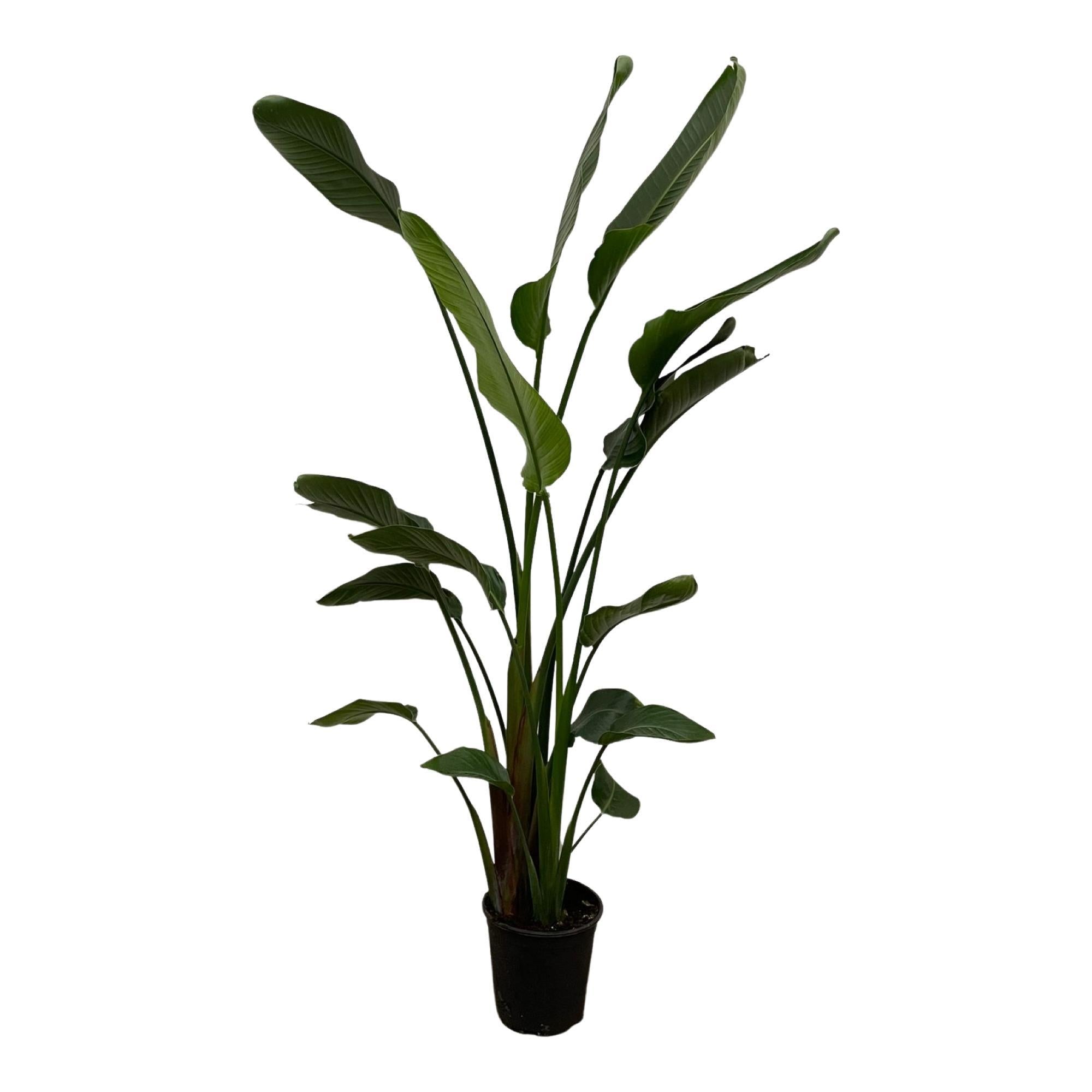 Everspring Strelitzia nicolai - 180 cm - ⌀27 strelitzia nicolai - 180 cm - ⌀27