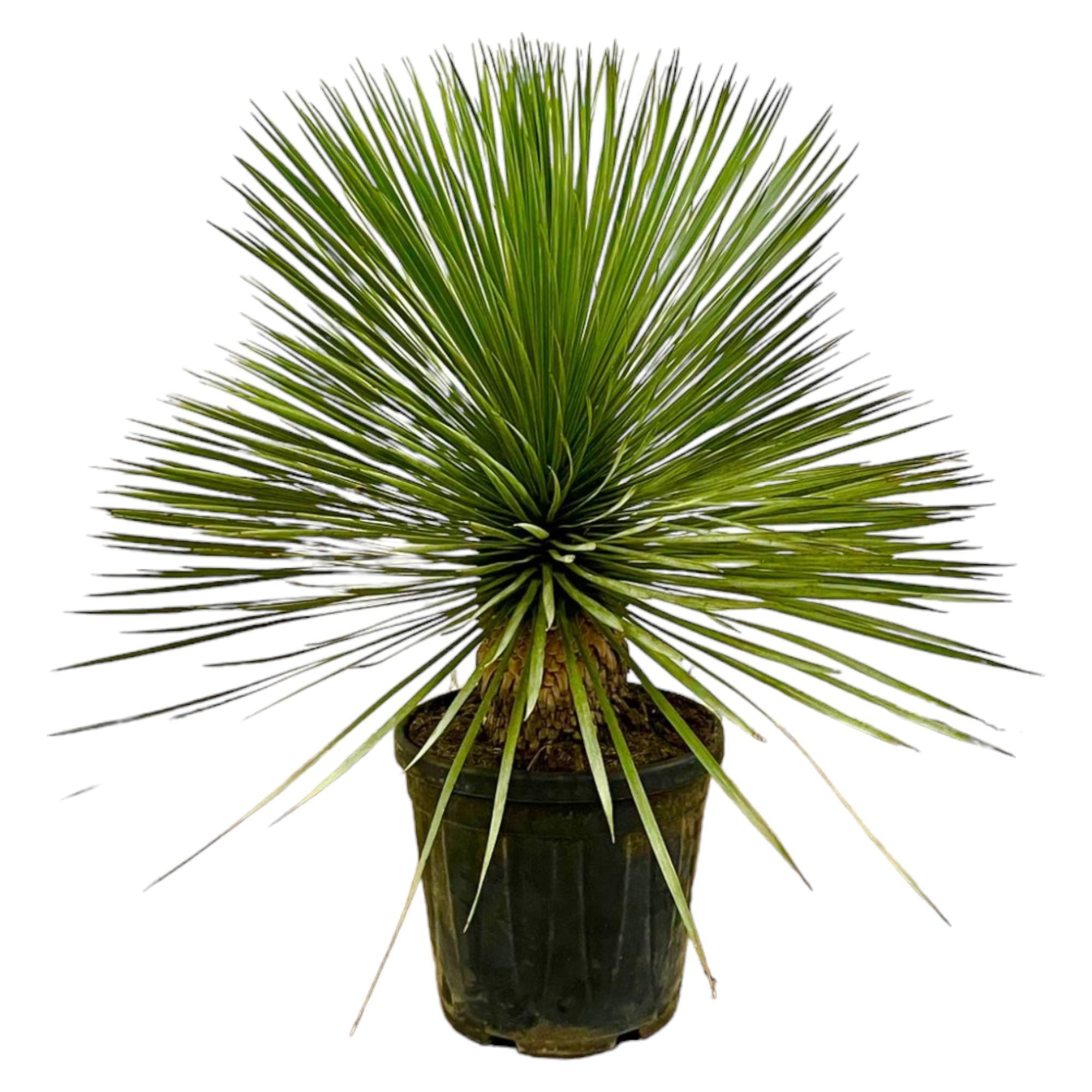 Everspring Yucca rostrata op stam - 80 cm - ø27 yucca rostrata op stam - 80 cm - ø27
