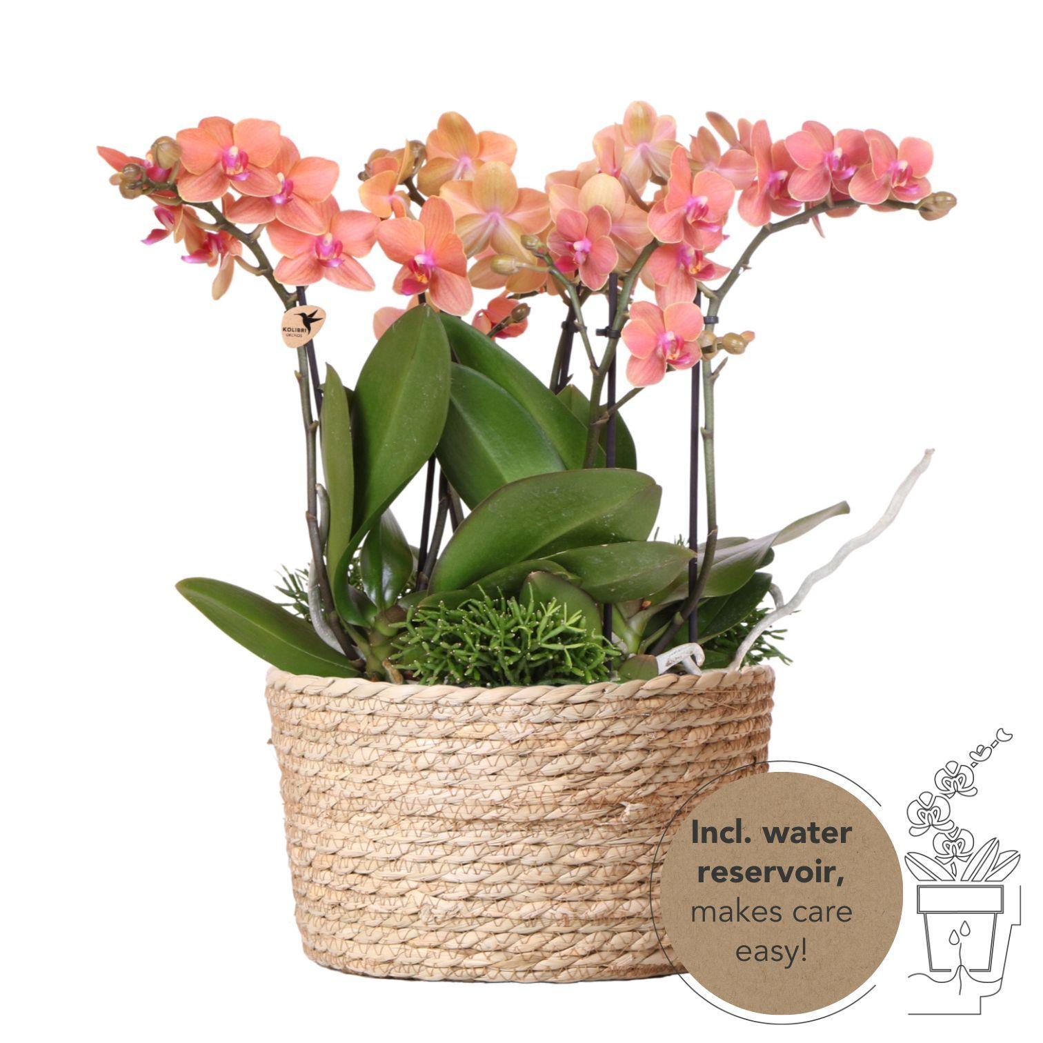 Everspring Oranje phalaenopsis orchidee - mineral bolzano - potmaat ø9cm | bloeiende kamerplant - vers van de kweker kolibri orchids | oranje plantenset in reed basket incl. Wate