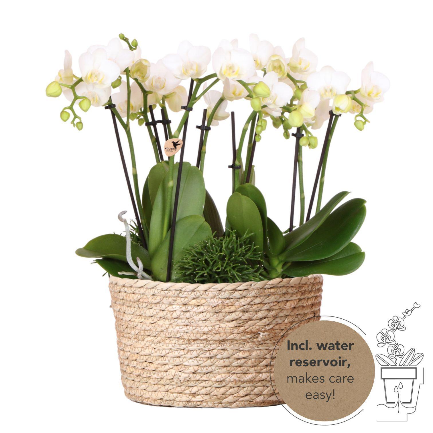 Everspring Kolibri orchids | witte phalaenopsis orchidee - amabilis - potmaat ø9cm | bloeiende kamerplant - vers van de kweker kolibri orchids | witte plantenset in 