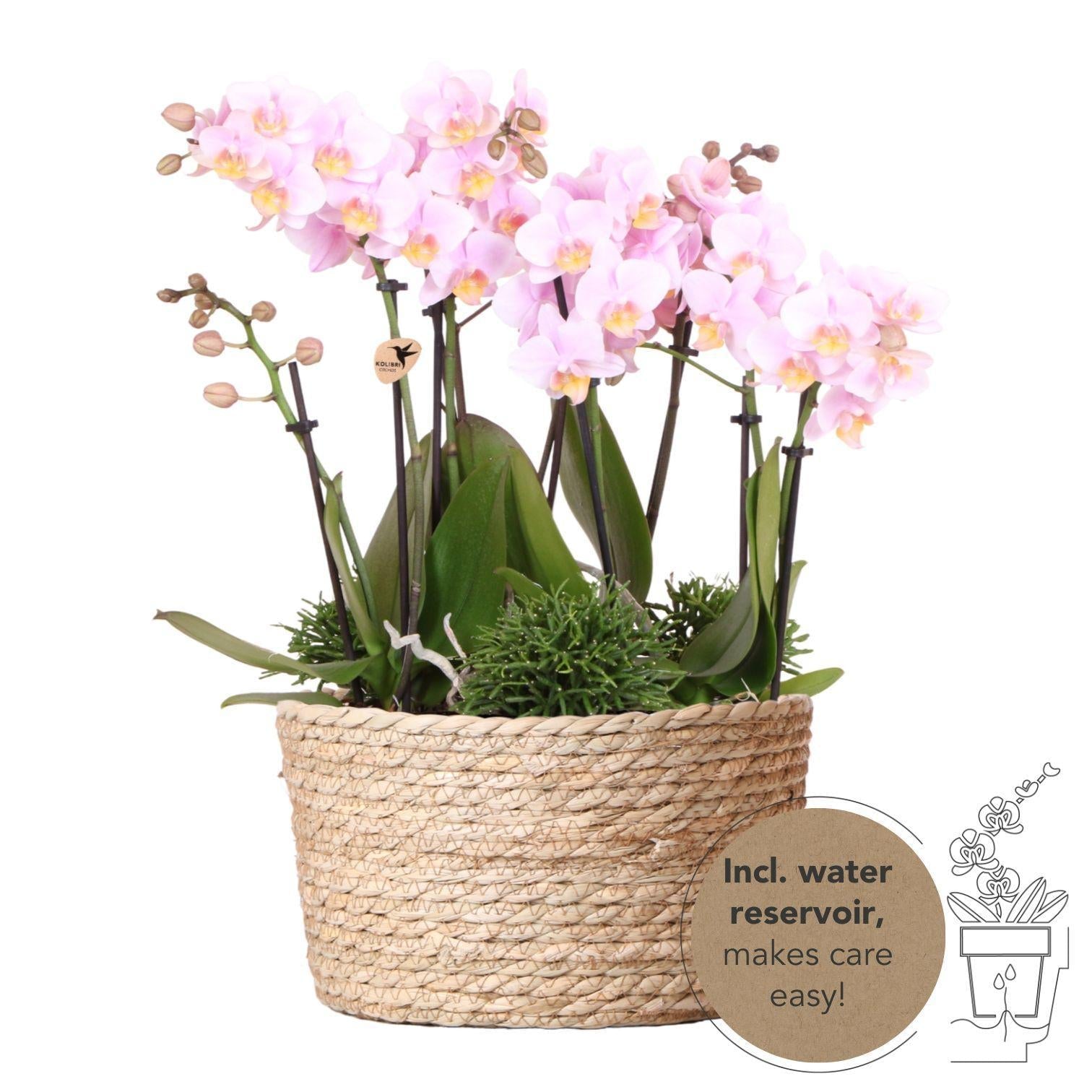 Everspring Roze plantenset in reed basket incl. Waterreservoir | drie roze orchideeën andorra 9cm en drie groene planten rhipsalis | jungle bouquet roze met zelfvoorzienend waterre