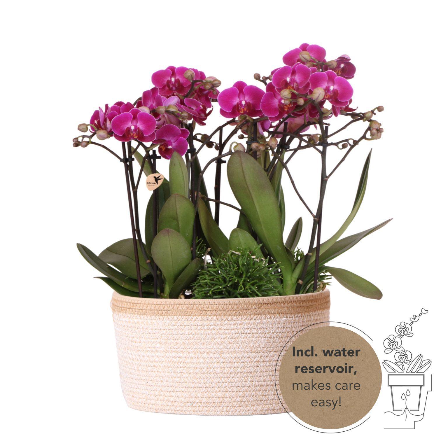 Everspring Paarse plantenset in cotton basket incl. Waterreservoir | drie paarse orchideeën morelia 9cm en drie groene planten rhipsalis | jungle bouquet paars met zelfvoorzienend 