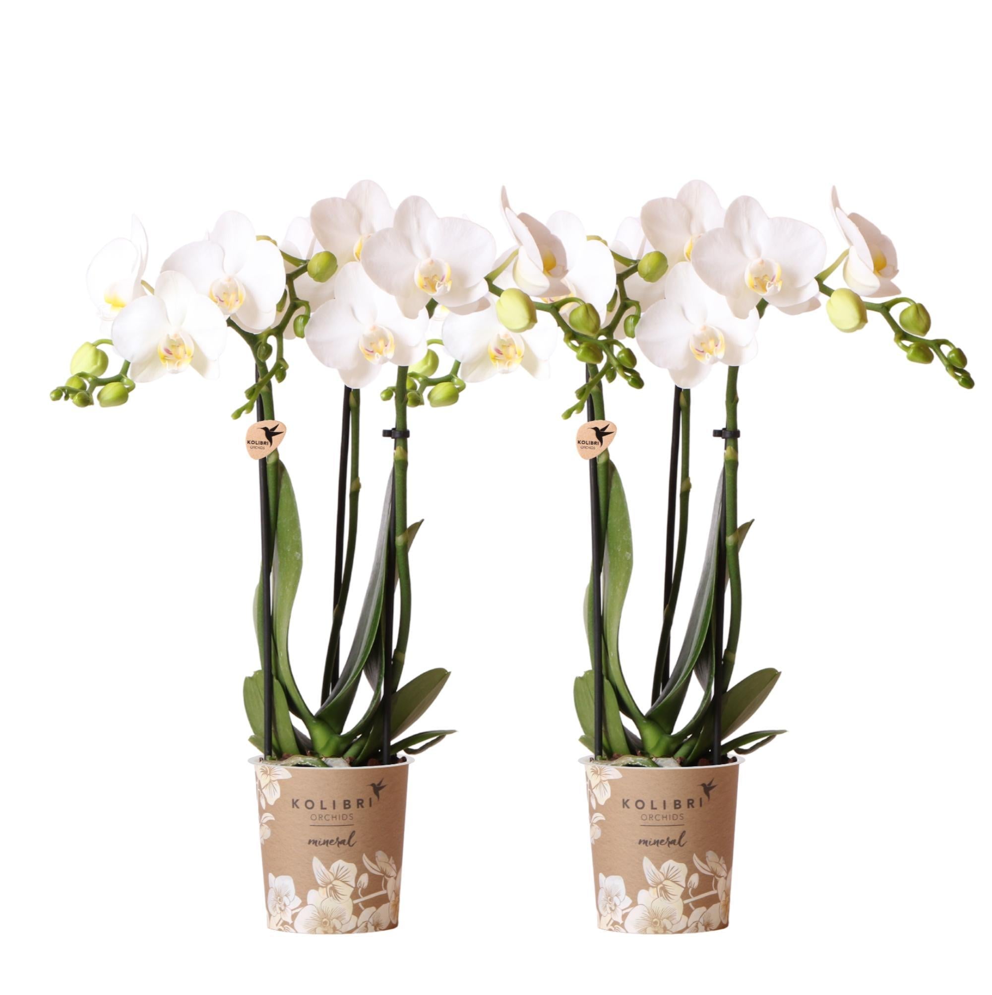Everspring Phalaenopsis orchideeën - combi deal van 2 witte- amabilis - potmaat ø9cm | bloeiende kamerplant - vers van de kweker