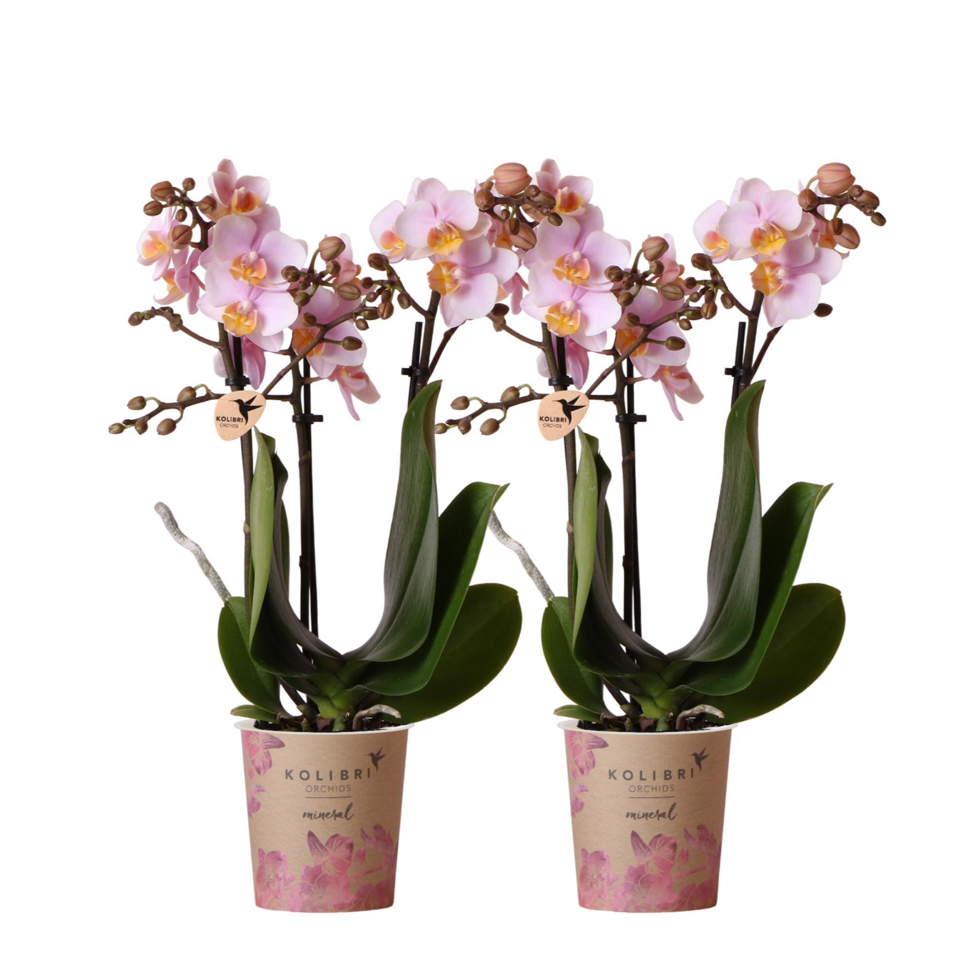 Everspring Phalaenopsis orchideeën - combi deal van 2 roze - andorra - potmaat ø9cm | bloeiende kamerplant - vers van de kweker