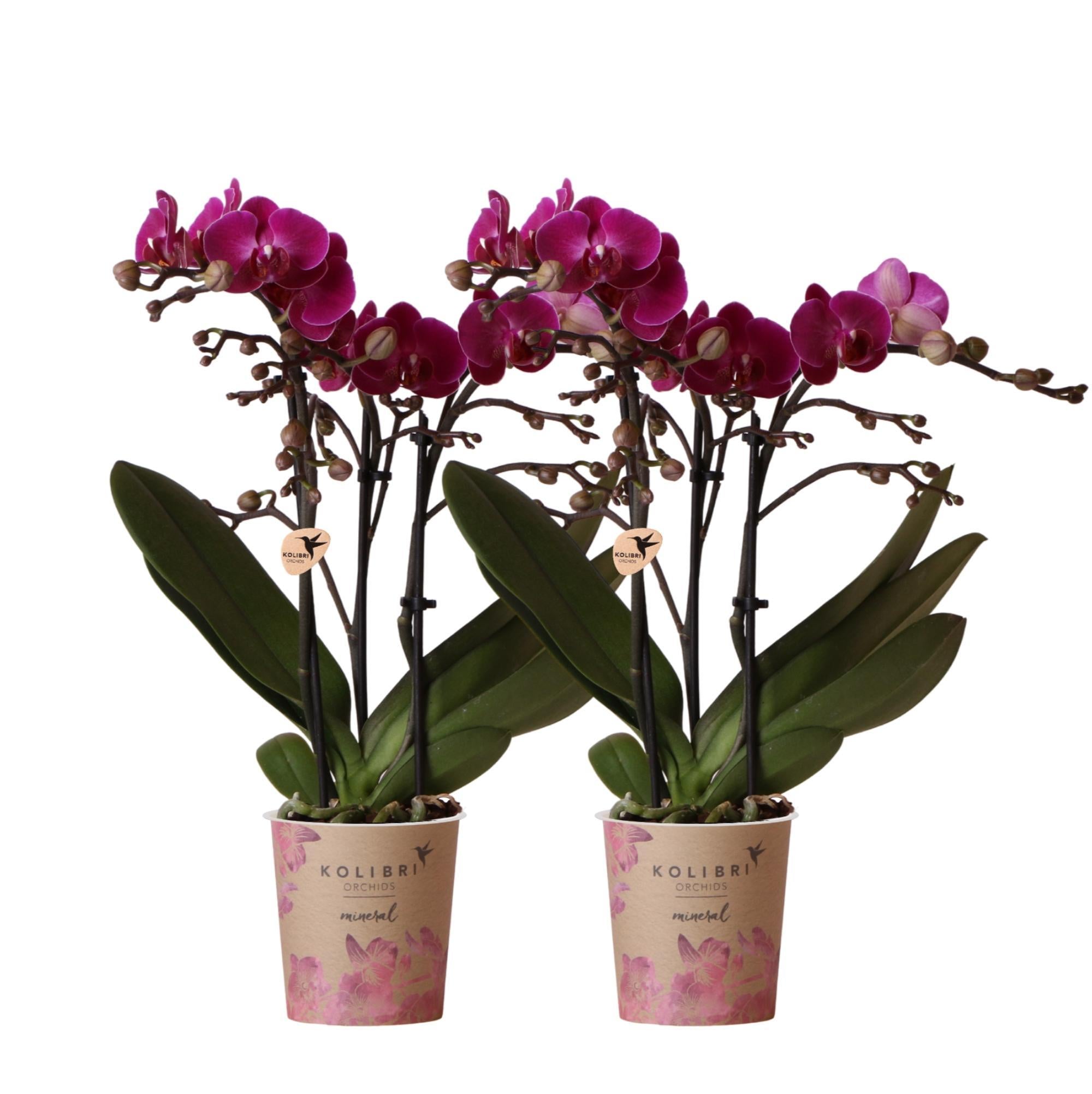 Everspring Phalaenopsis orchideeën- combi deal van 2 paarse  - morelia - ø9cm ↑↓f45cm bloeiende kamerplant - vers van de kweker