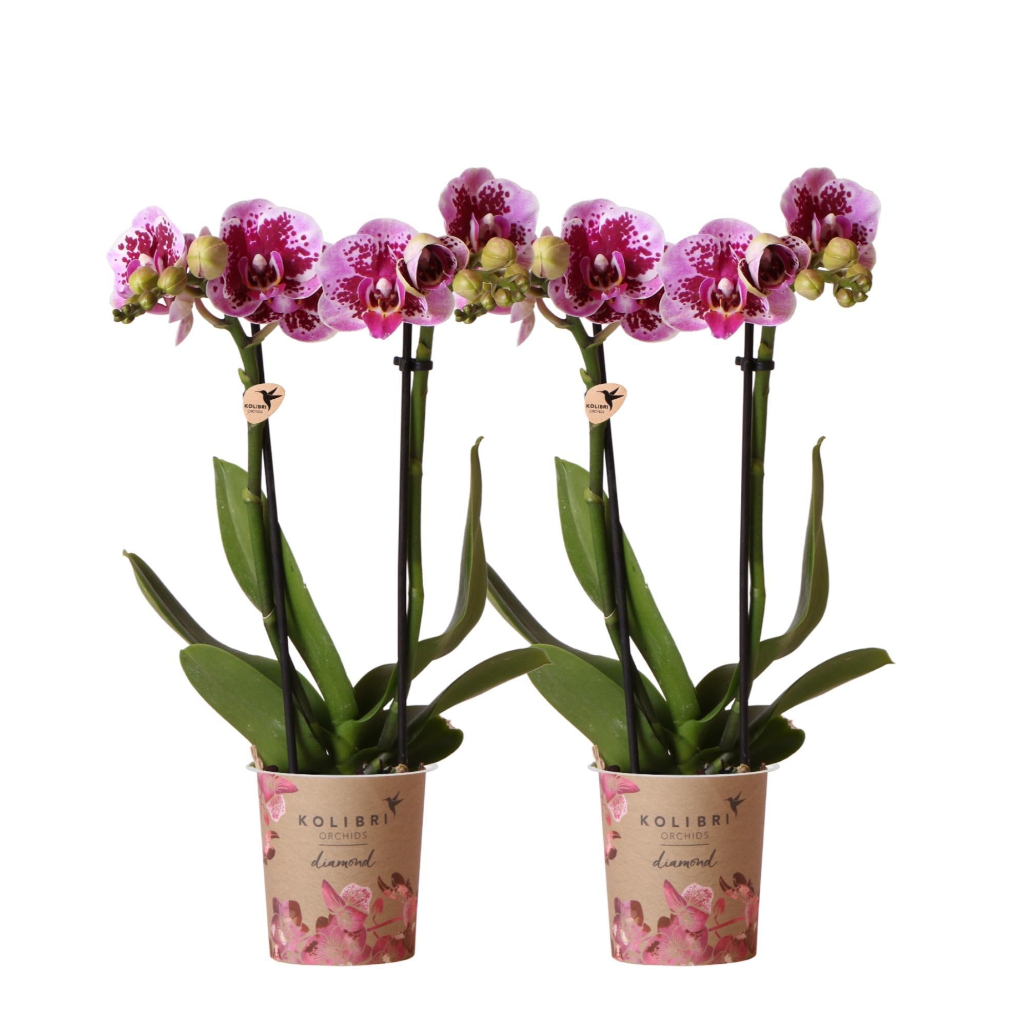 Everspring Combi deal van 2 roze paarse phalaenopsis orchideeën - el salvador - potmaat ø9cm | bloeiende kamerplant - vers van de kweker
