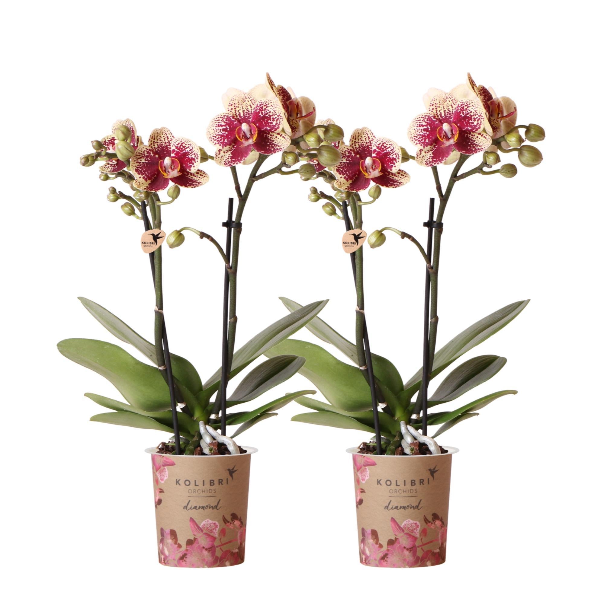 Everspring Phalaenopsis orchideeën -combi deal van 2 geel rode- spain - potmaat ø9cm | bloeiende kamerplant - vers van de kweker