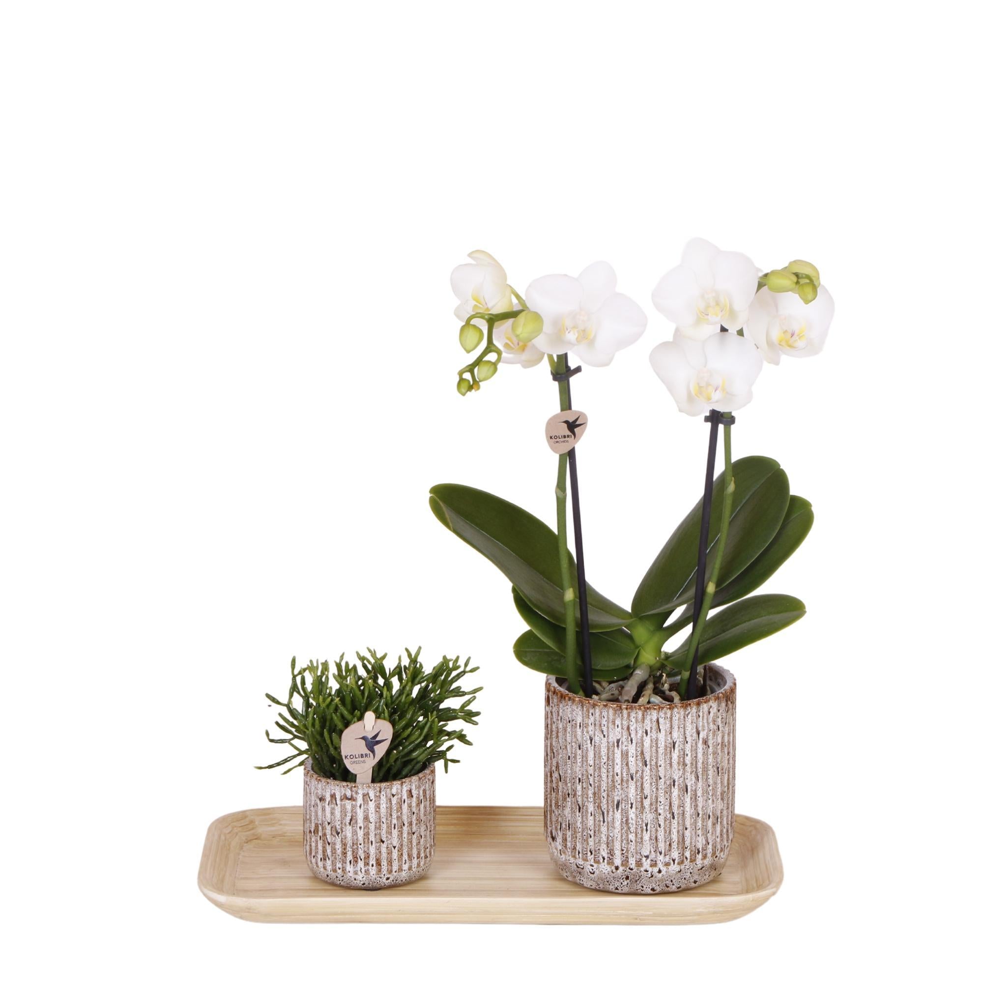 Everspring Kolibri orchids | witte phalaenopsis orchidee - amabilis - potmaat ø9cm | bloeiende kamerplant - vers van de kweker kolibri orchids | plantenset untamed n