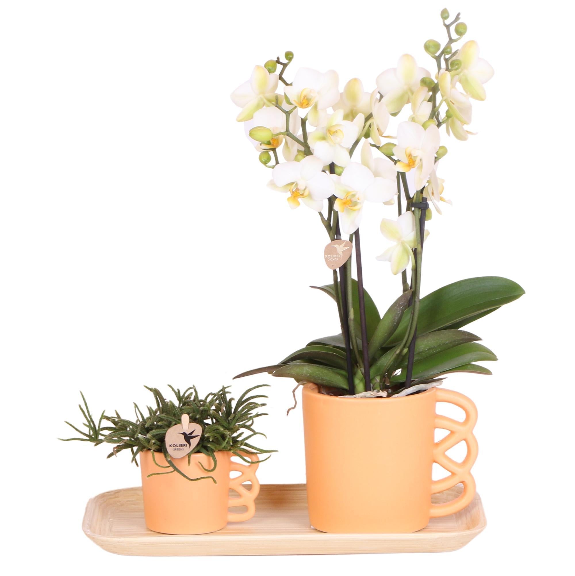 Everspring Plantenset peach small| groene planten met witte phalaenopsis orchidee in optimism peach sierpotten en bamboe dienblad - vers van de kweker, luchtzuiverend, sierplantenshop