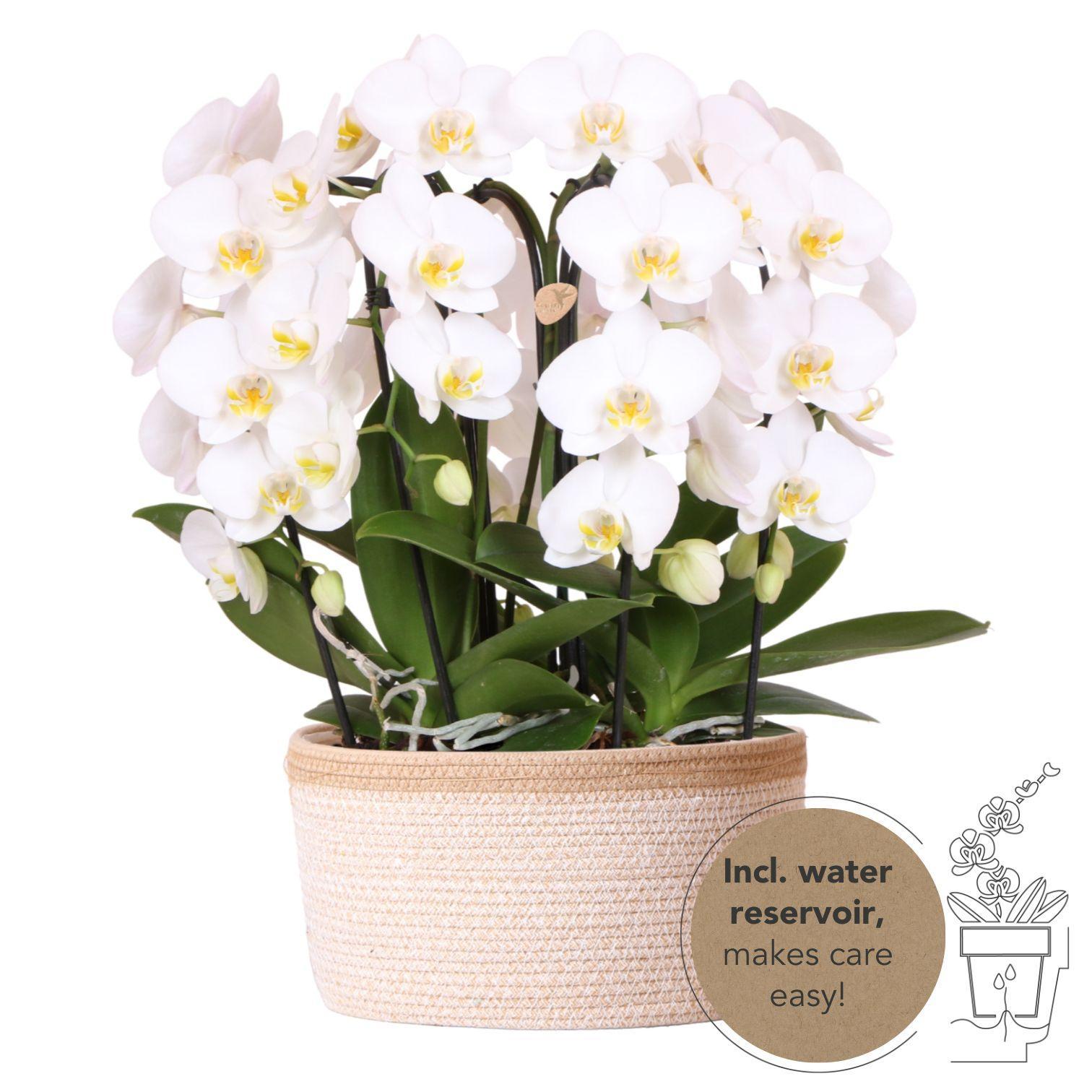 Everspring Kolibri orchids | witte phalaenopsis orchidee - niagara fall  - potmaat ø12cm | bloeiende kamerplant - vers van de kweker kolibri orchids | witte orchidee