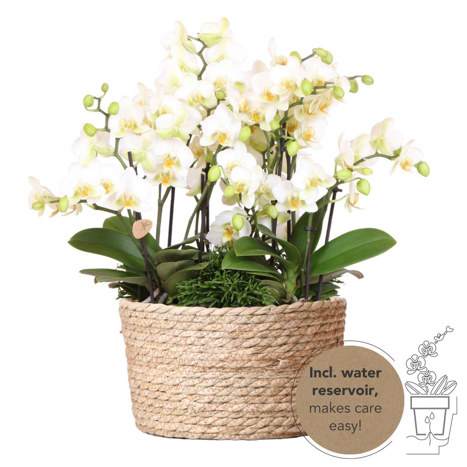 Everspring Witte plantenset in reed basket incl. Waterreservoir | drie witte orchideeën lausanne 9cm en drie groene planten rhipsalis | jungle bouquet wit met zelfvoorzienend water