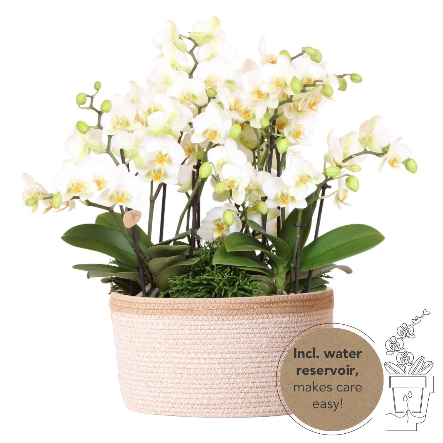 Everspring Witte plantenset in cotton basket incl. Waterreservoir | drie witte orchideeën lausanne 9cm en drie groene planten rhipsalis | jungle bouquet wit met zelfvoorzienend wat