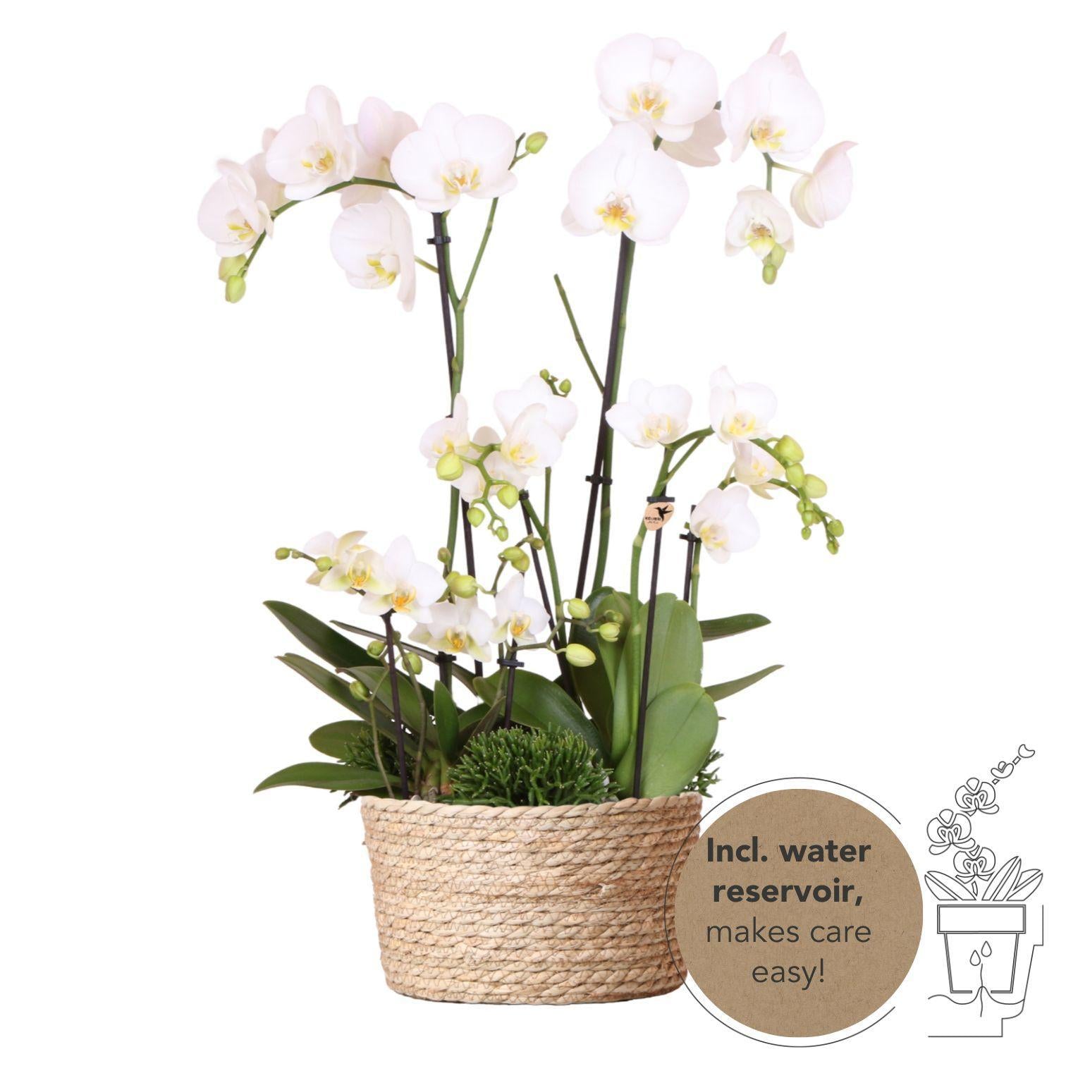 Everspring Kolibri orchids | witte phalaenopsis orchidee - dame blanche - potmaat ø12cm | bloeiende kamerplant - vers van de kweker kolibri orchids | witte plantense