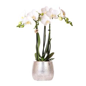 kolibriorchids Kolibri Orchids - orchidée Phalaenopsis blanche - Amabilis + pot Elite argenté- taille du pot 9cm - hauteur 35cm - plante d'intérieur à fleurs