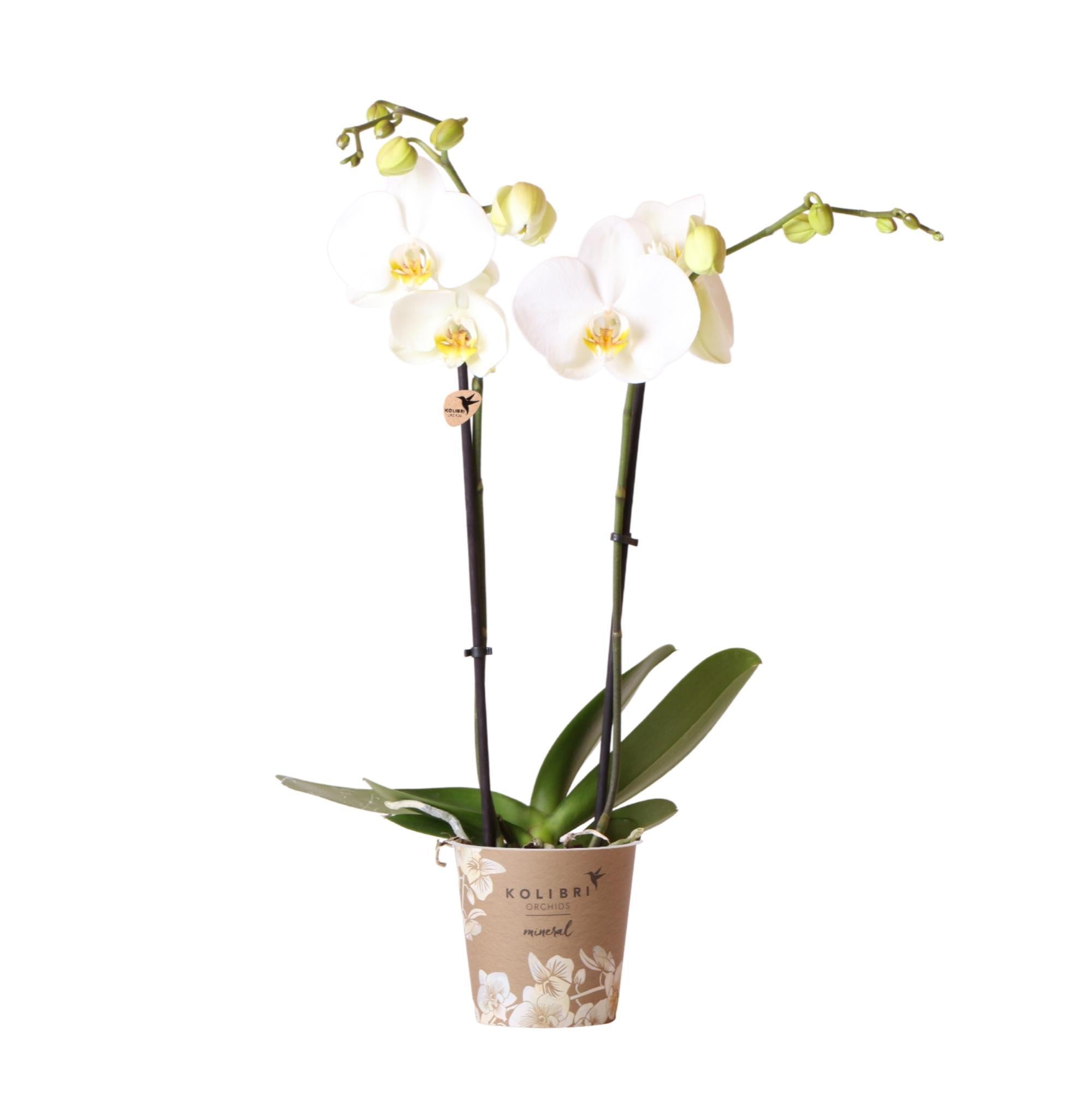 Everspring Kolibri orchids | witte phalaenopsis orchidee - dame blanche - potmaat ø12cm | bloeiende kamerplant - vers van de kweker kolibri orchids | witte phalaenop