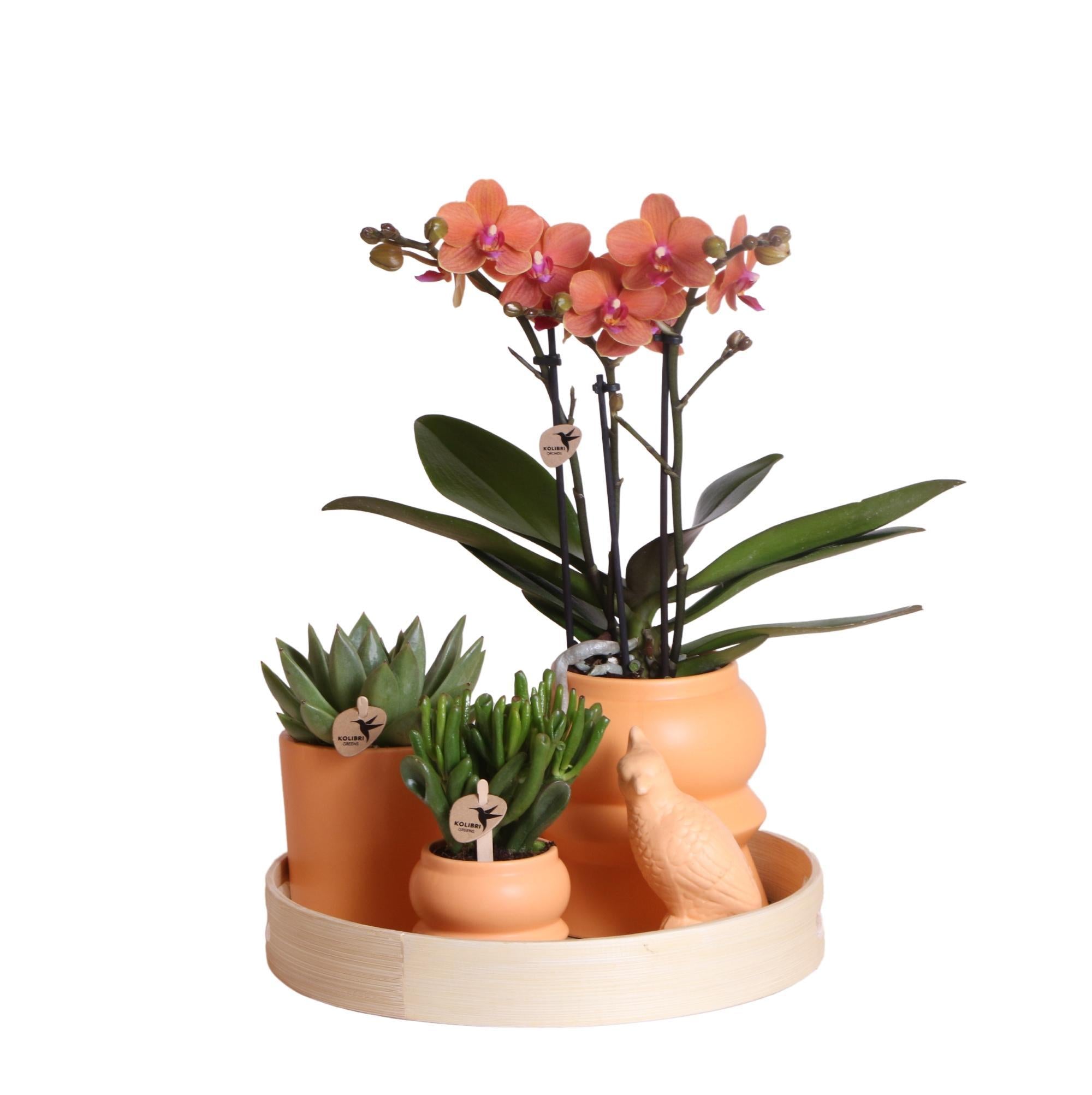 Everspring Gift set optimisme peach| plantenset met oranje phalaenopsis orchidee en succulenten incl. Keramieken sierpotten
