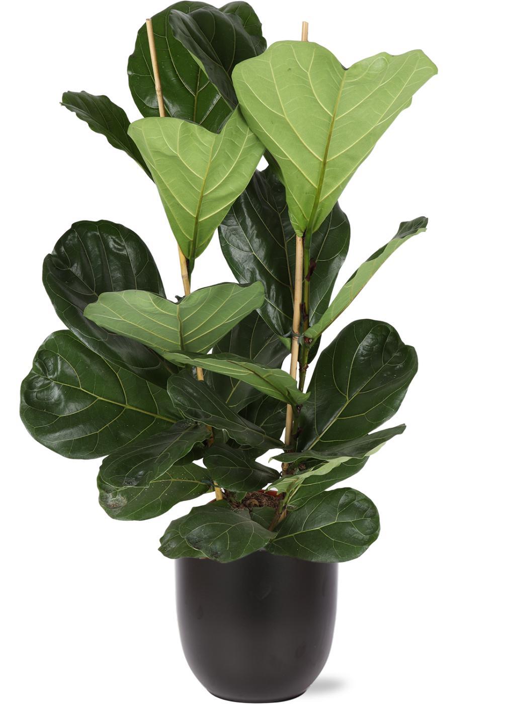 Everspring Ficus lyrata - ø24cm - ↑↓f120cm in boule antraciet pot