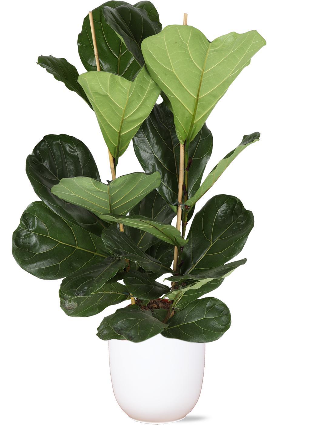 Everspring Ficus lyrata - ø24cm - ↑↓f120cm  in boule wit pot