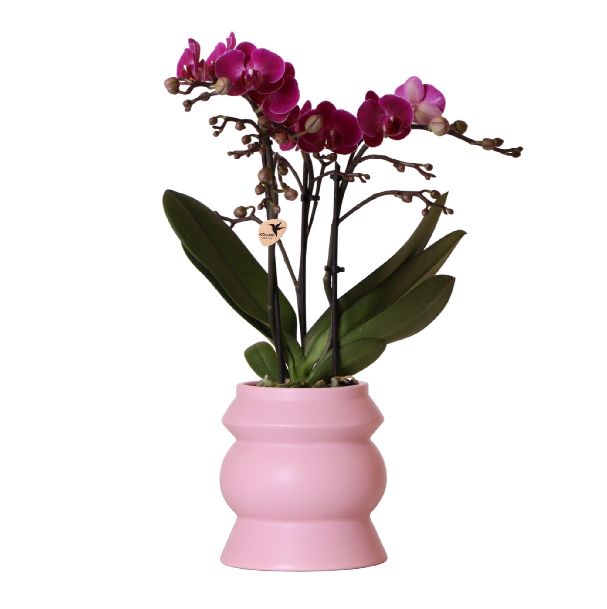 Everspring Kolibri orchids | paarse phalaenopsis orchidee – morelia in tower sierpot roze – potmaat ø9cm – 40cm hoog | bloeiende kamerplant in bloempot - vers van de kweker