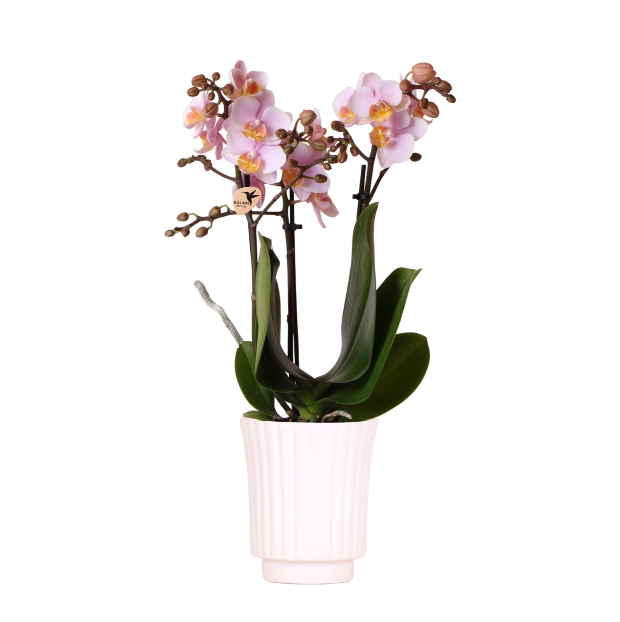 Everspring Roze phalaenopsis orchidee - andorra in retro sierpot wit - potmaat ø9cm - 35cm hoog | bloeiende kamerplant - vers van de kweker