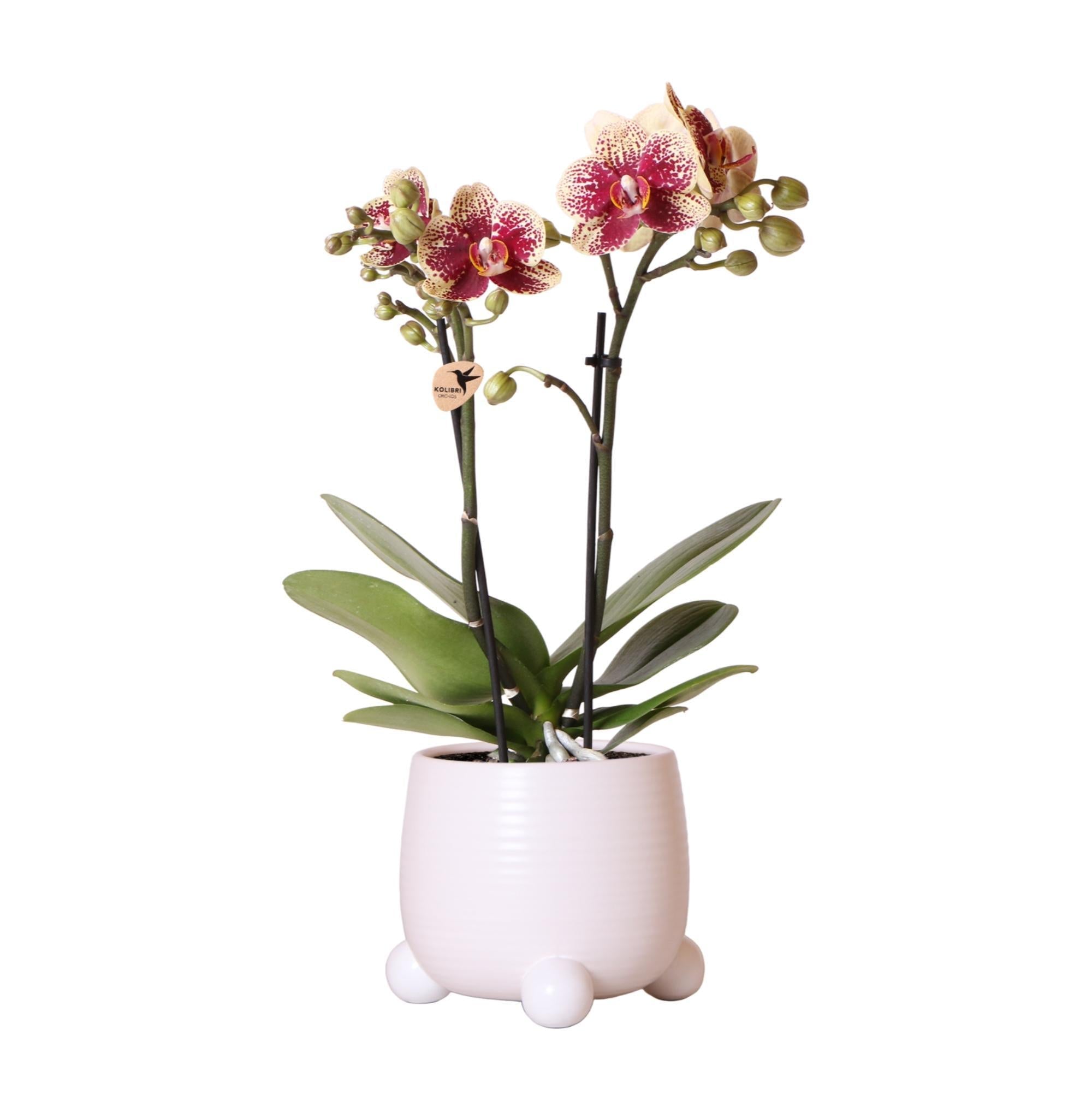 Everspring Geel rode phalaenopsis orchidee - spain in rolling sierpot wit - potmaat ø9cm - 40cm hoog | bloeiende kamerplant - vers van de kweker