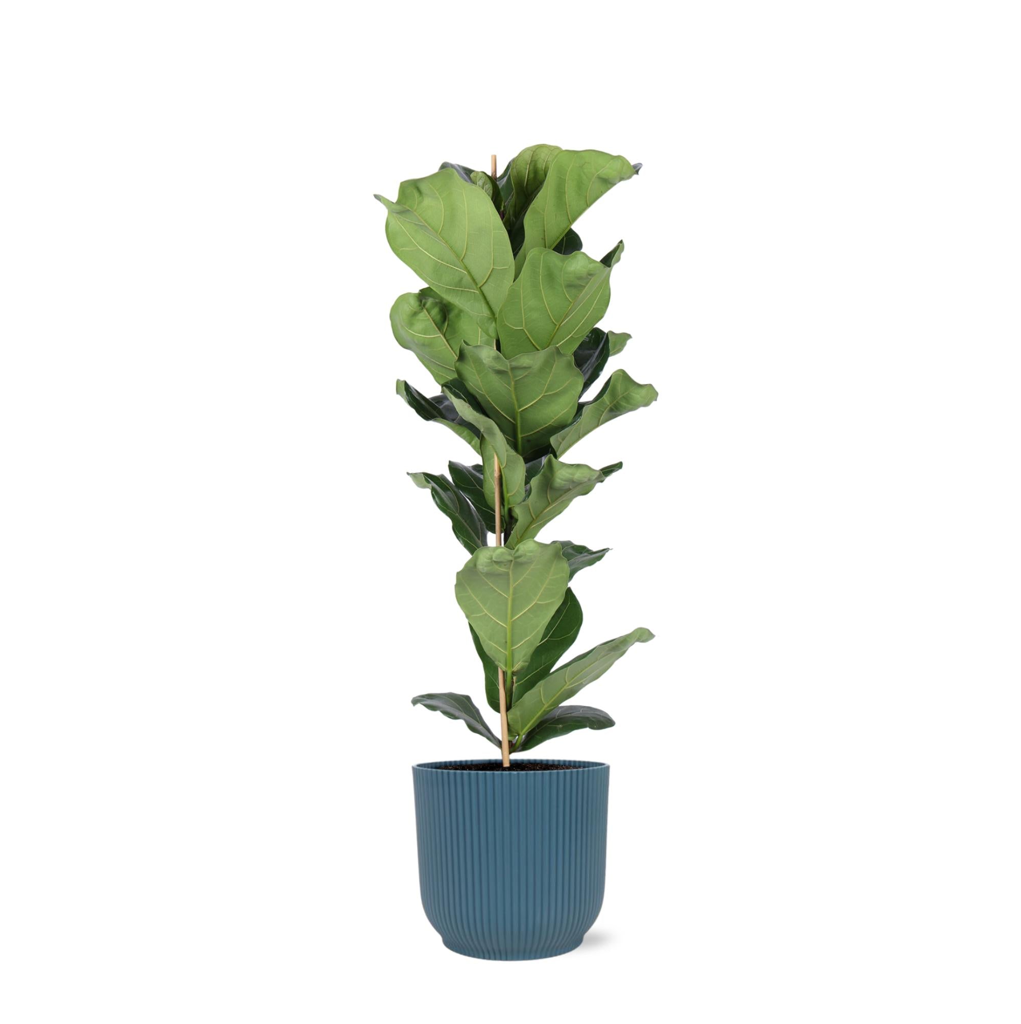 Everspring Ficus lyrata - ø21cm - ↑↓f90cm  in vibes blue pot