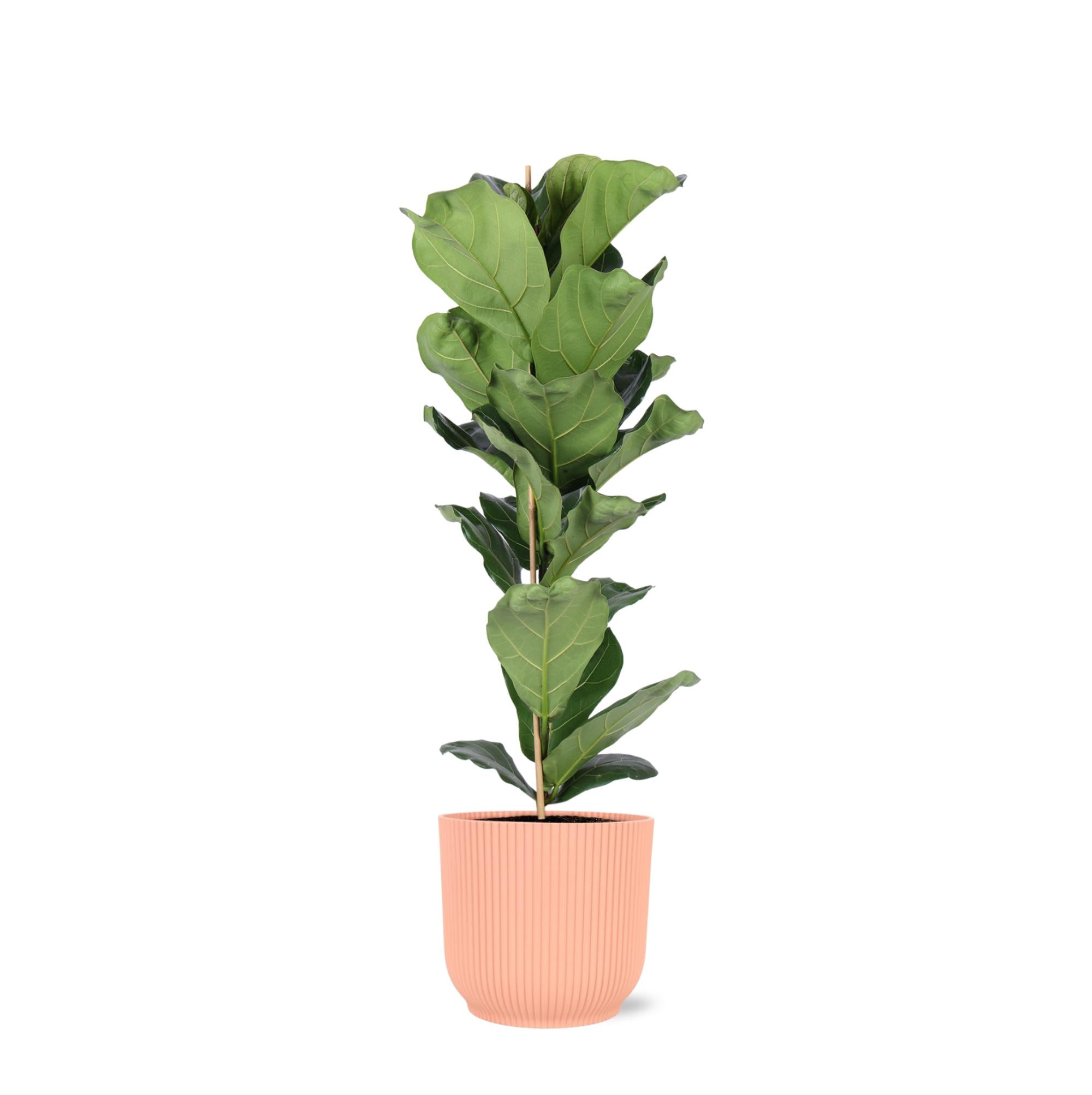 Everspring Ficus lyrata - ø21cm - ↑↓f90cm ficus lyrata - ø21cm - ↑↓f90cm in vibes roze pot