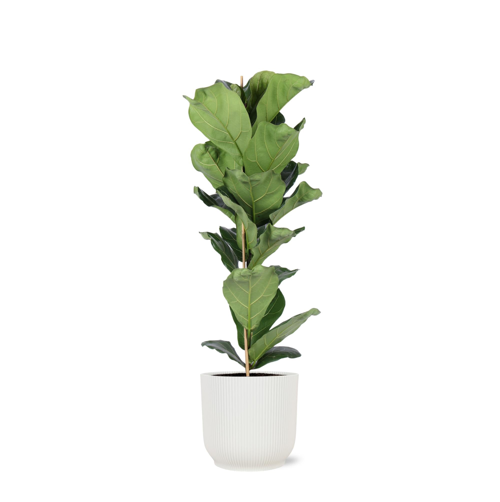 Everspring Ficus lyrata - ø21cm - ↑↓f90cm f in vibes wit pot