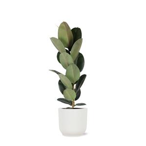 Everspring Ficus elastica robusta - ø21cm - ↑↓f90cm in vibes wit pot