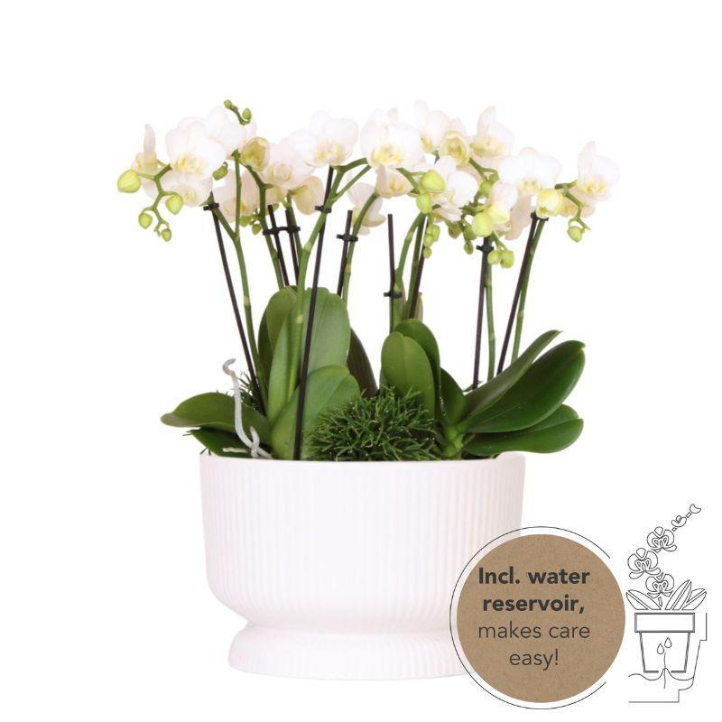 Everspring Kolibri orchids | witte phalaenopsis orchidee - amabilis - potmaat ø9cm | bloeiende kamerplant - vers van de kweker kolibri orchids | witte plantenset in 