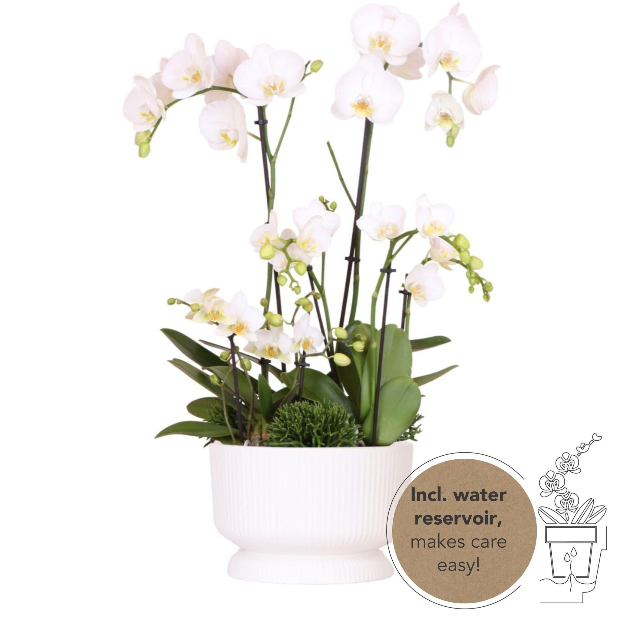 Everspring Kolibri orchids | witte phalaenopsis orchidee - dame blanche - potmaat ø12cm | bloeiende kamerplant - vers van de kweker kolibri orchids | witte plantense