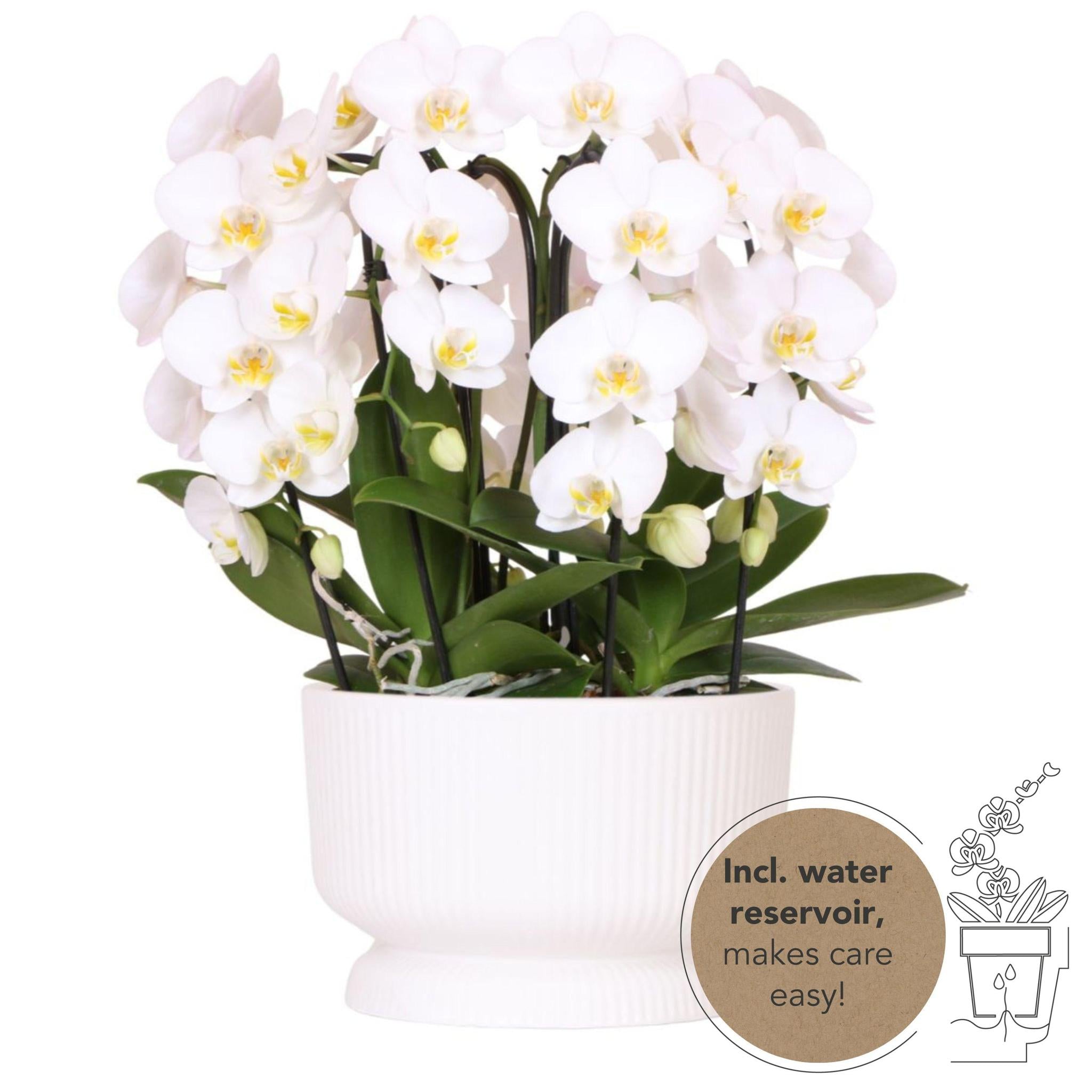 Everspring Kolibri orchids | witte phalaenopsis orchidee - niagara fall  - potmaat ø12cm | bloeiende kamerplant - vers van de kweker kolibri orchids | witte orchidee